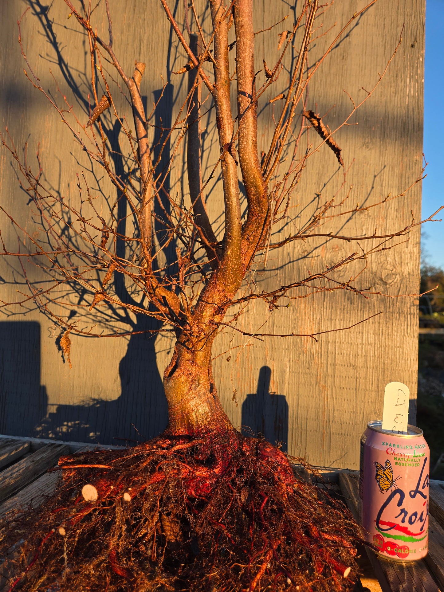 Carpinus japonica, Japanese Hornbeam, Cj W3