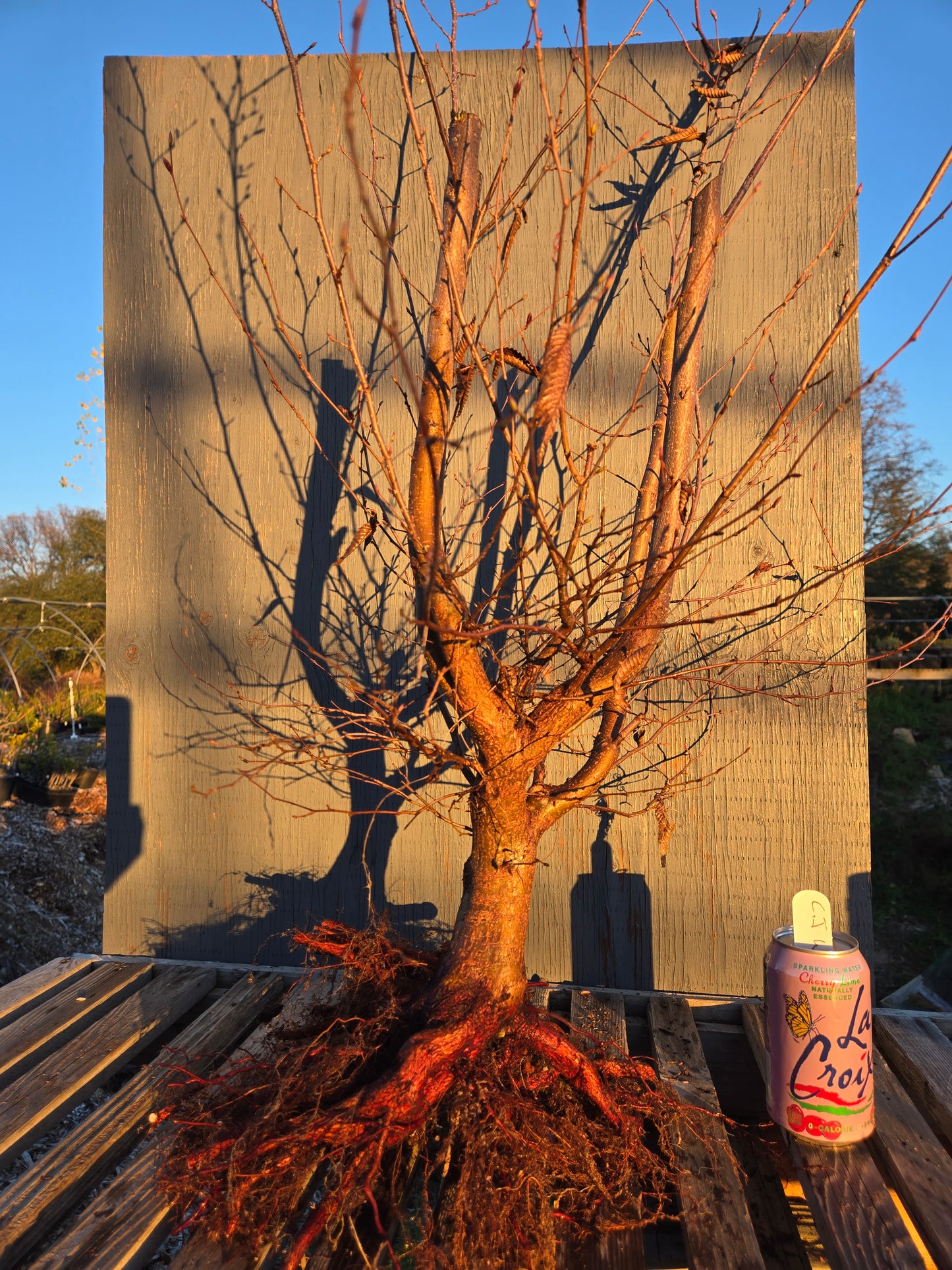 Carpinus japonica, Japanese Hornbeam, Cj W3