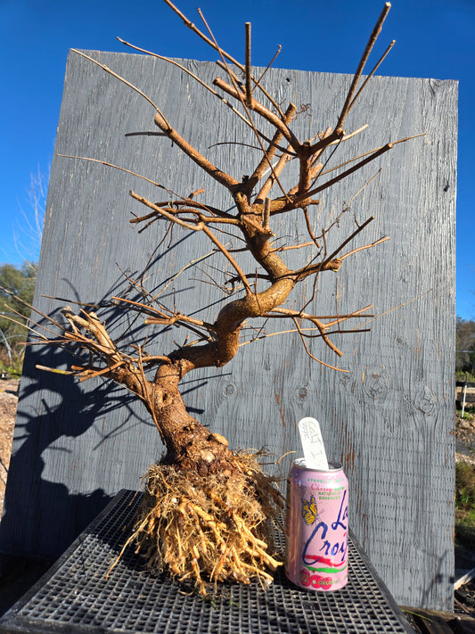 Beauty Berry, Callicarpa japponica, CalliJ1
