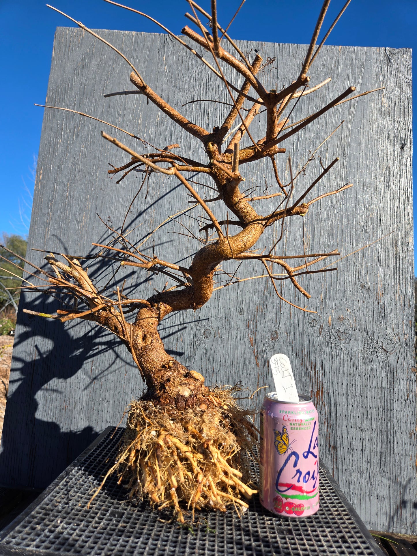 Beauty Berry, Callicarpa japponica, CalliJ1