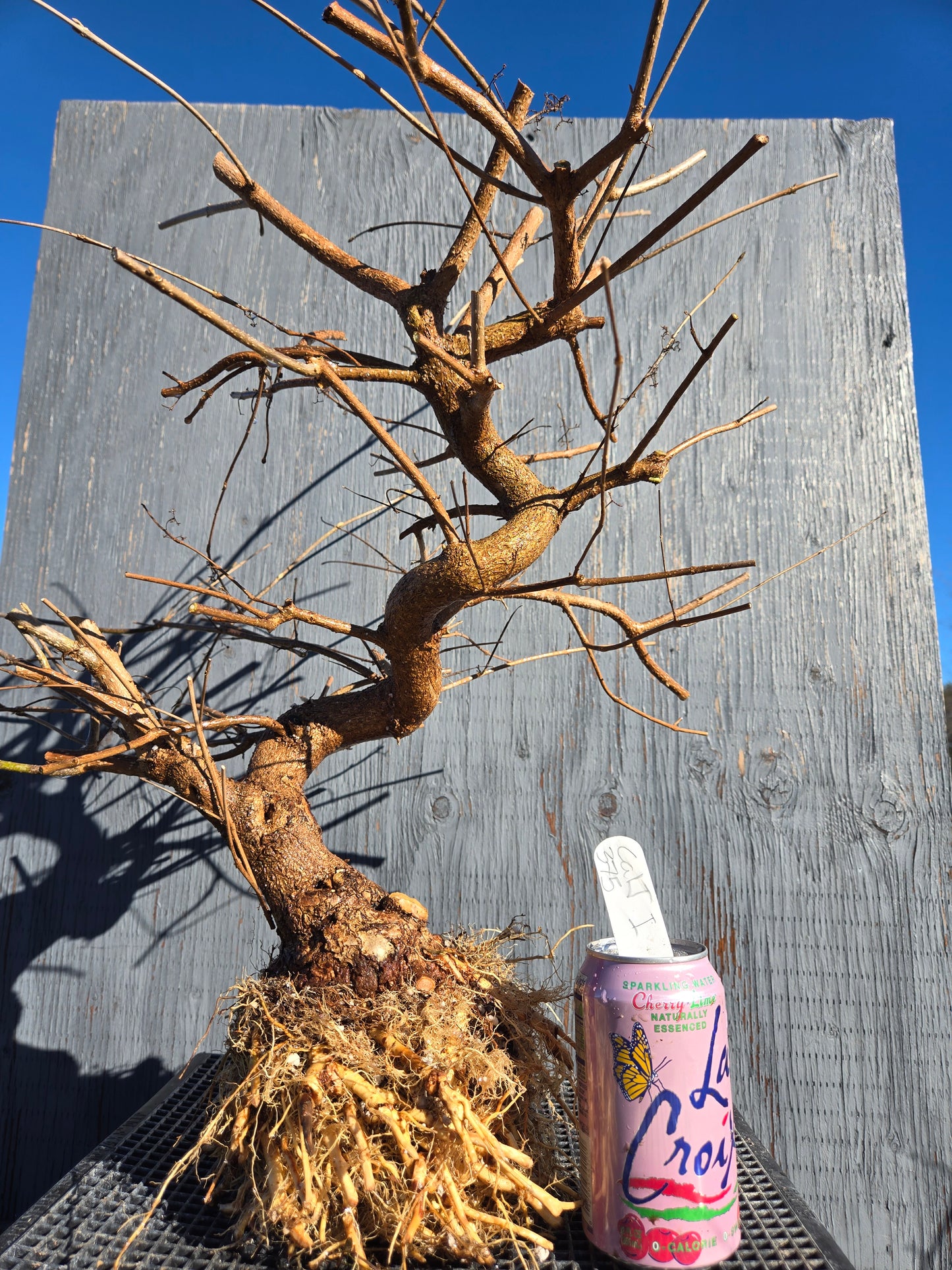 Beauty Berry, Callicarpa japponica, CalliJ1