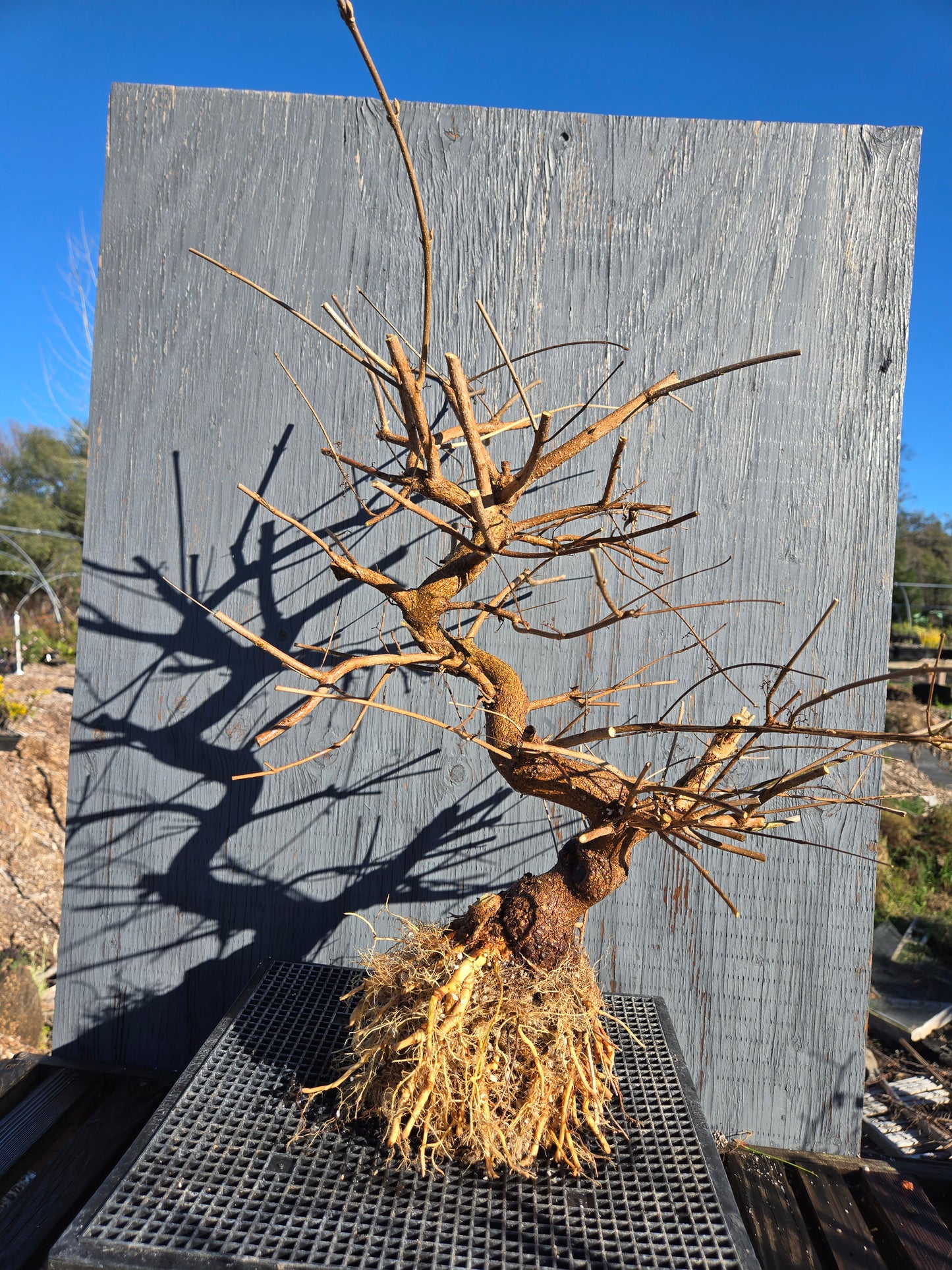 Beauty Berry, Callicarpa japponica, CalliJ1