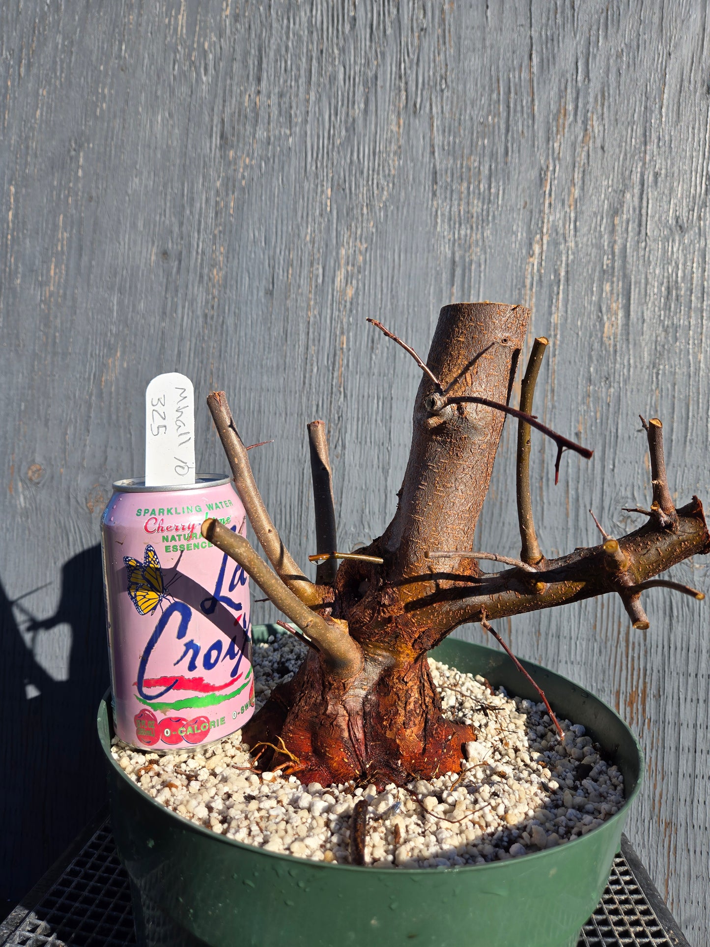 Hall's Crabapple, Malus halliana, Mhall10