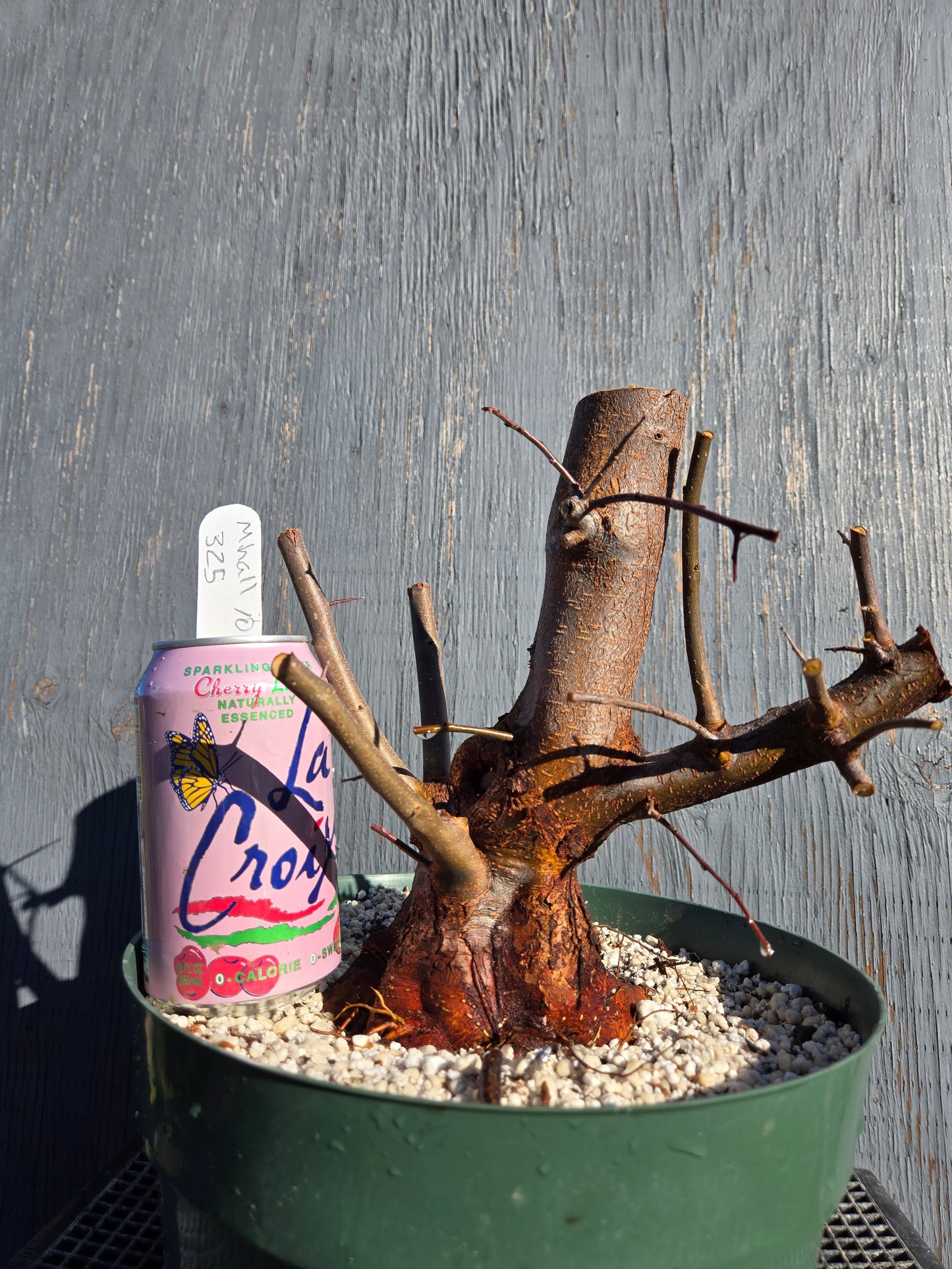 Hall's Crabapple, Malus halliana, Mhall10