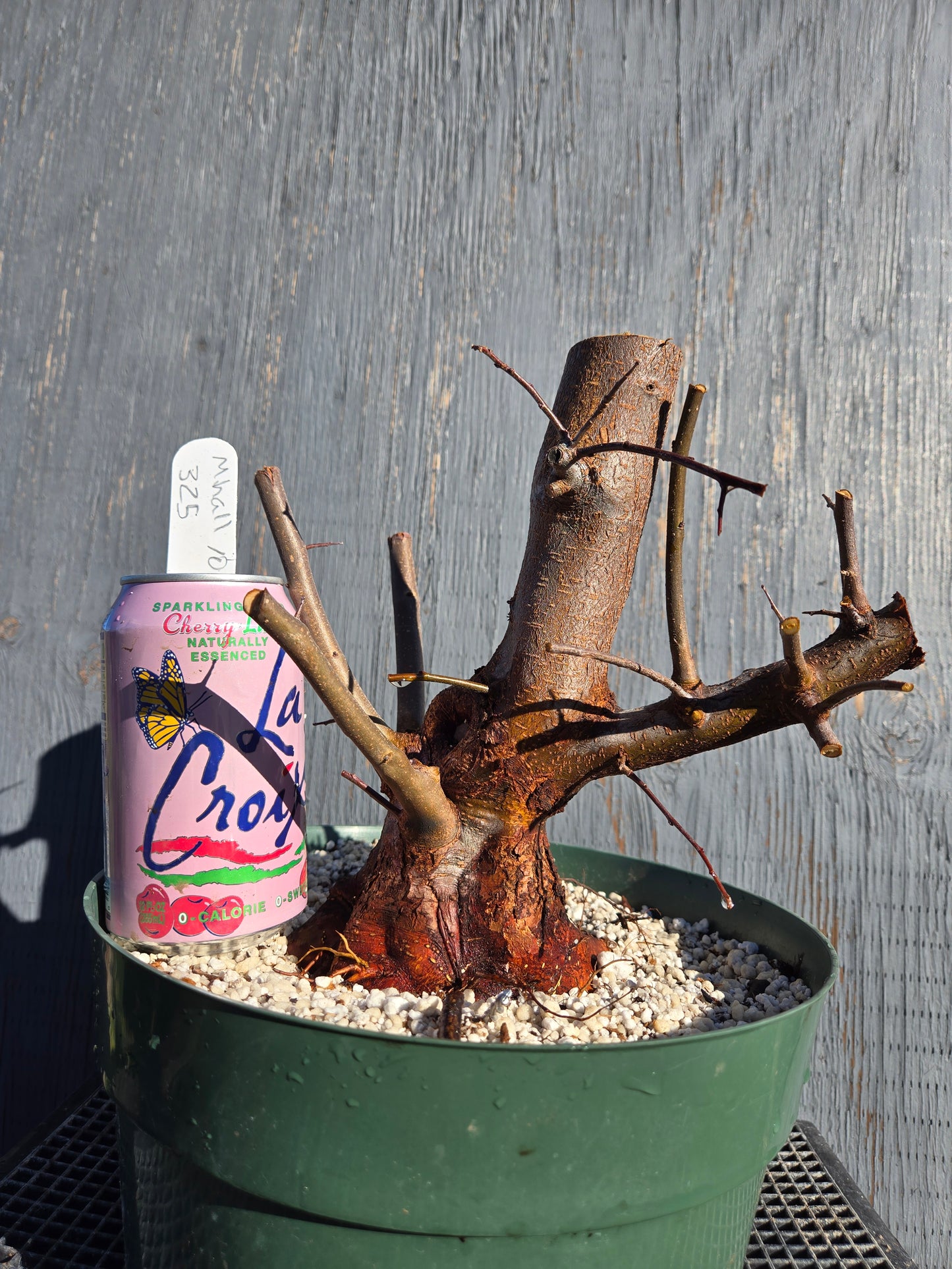 Hall's Crabapple, Malus halliana, Mhall10