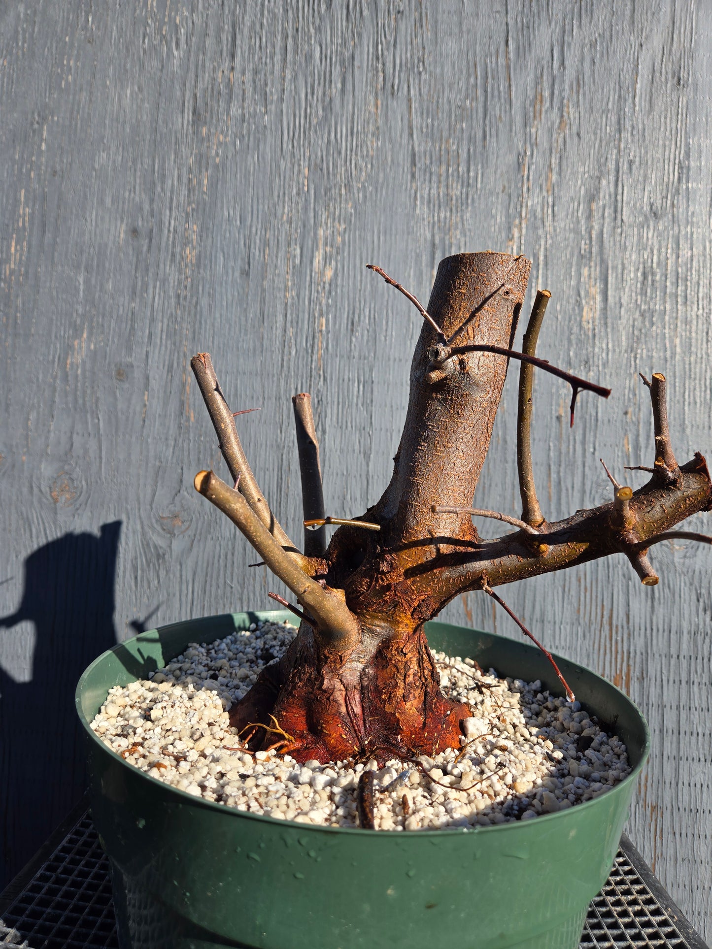 Hall's Crabapple, Malus halliana, Mhall10