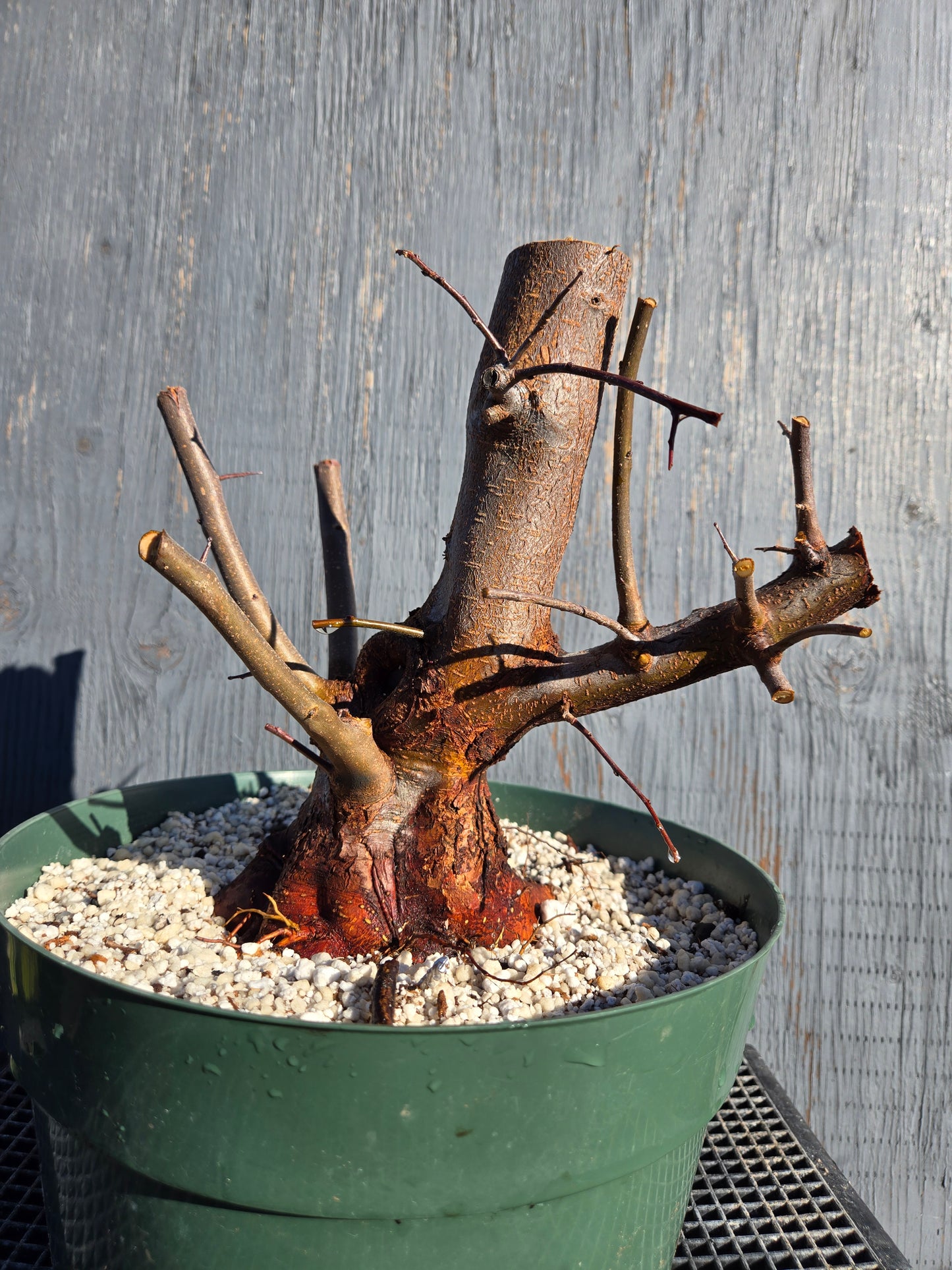 Hall's Crabapple, Malus halliana, Mhall10