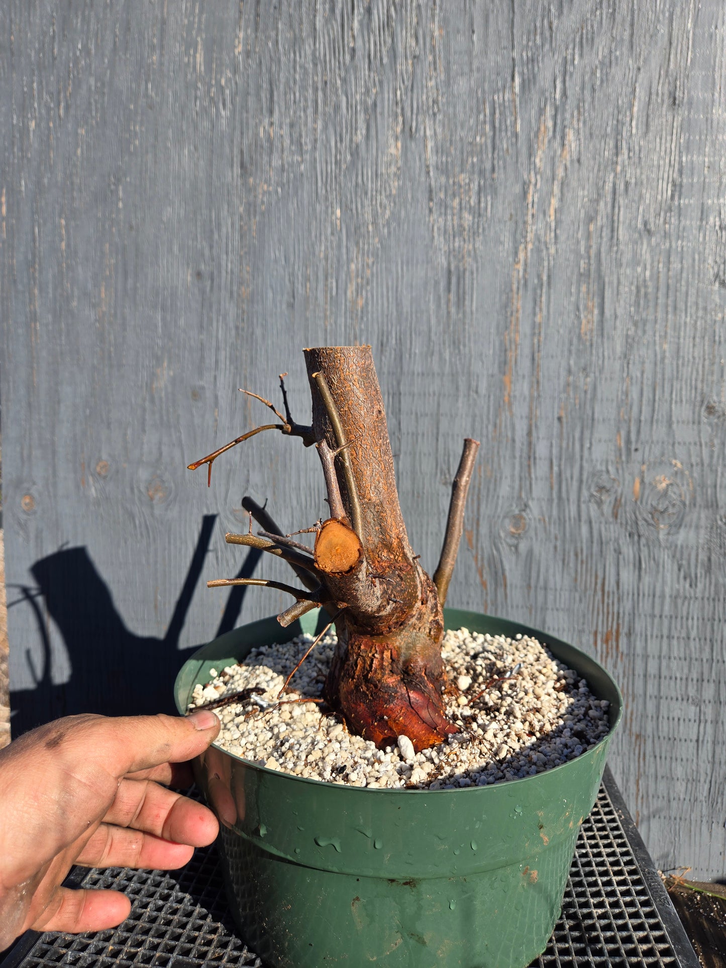 Hall's Crabapple, Malus halliana, Mhall10