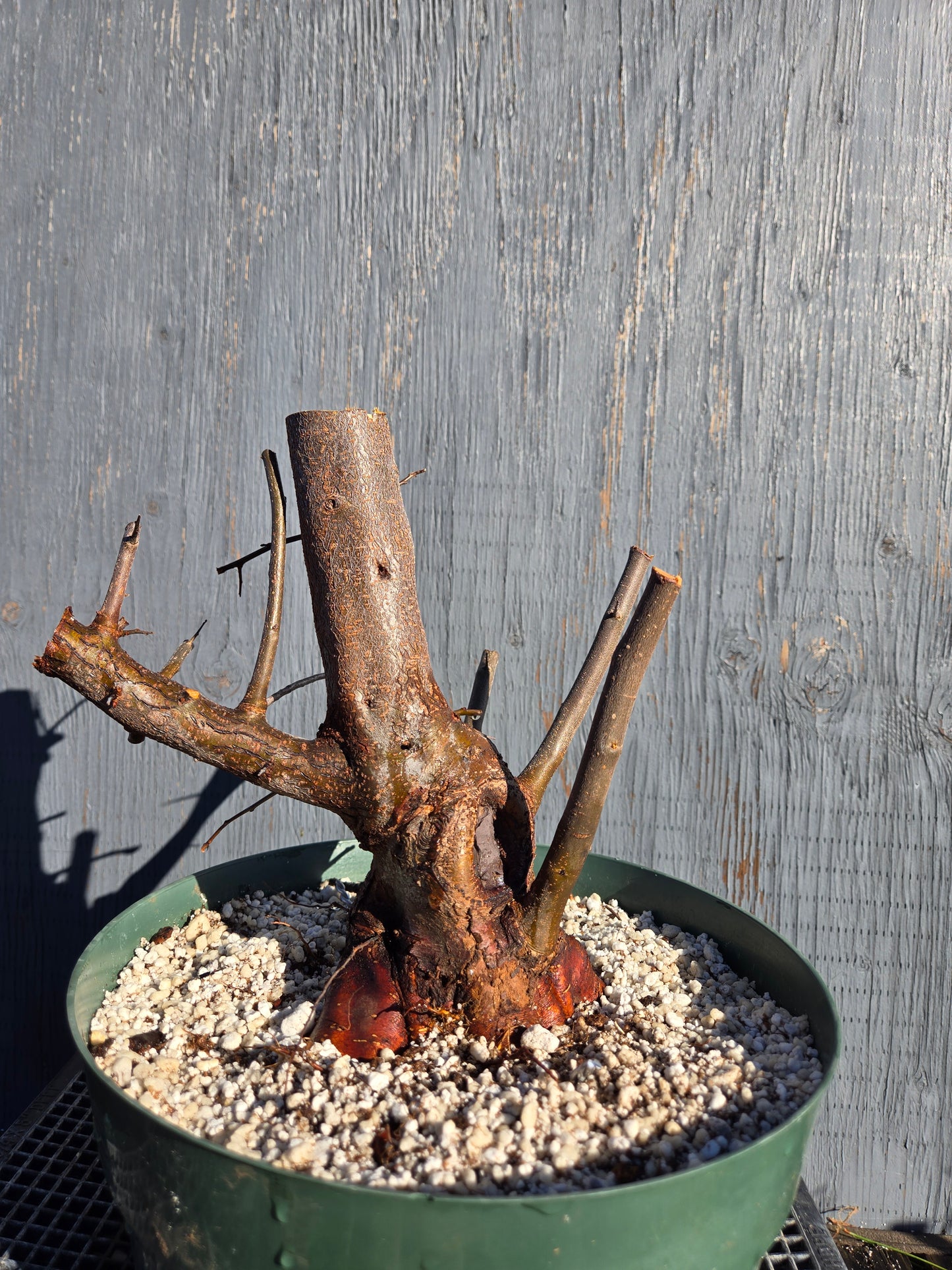 Hall's Crabapple, Malus halliana, Mhall10