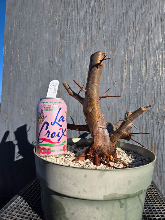 Hall's Crabapple, Malus halliana, Mhall11