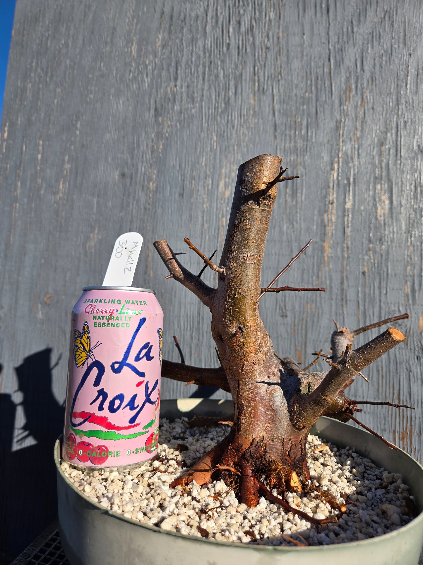 Hall's Crabapple, Malus halliana, Mhall11