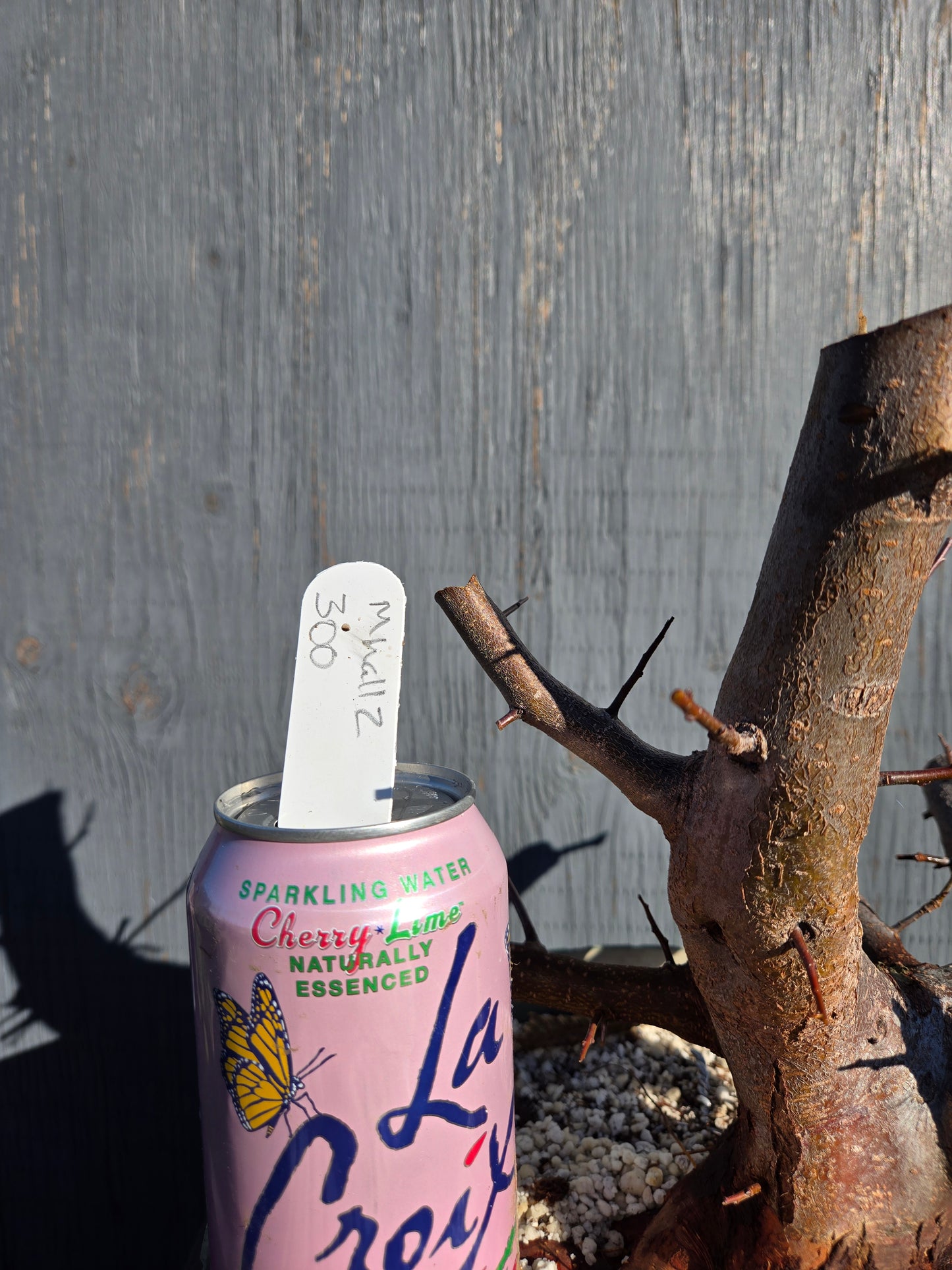 Hall's Crabapple, Malus halliana, Mhall11