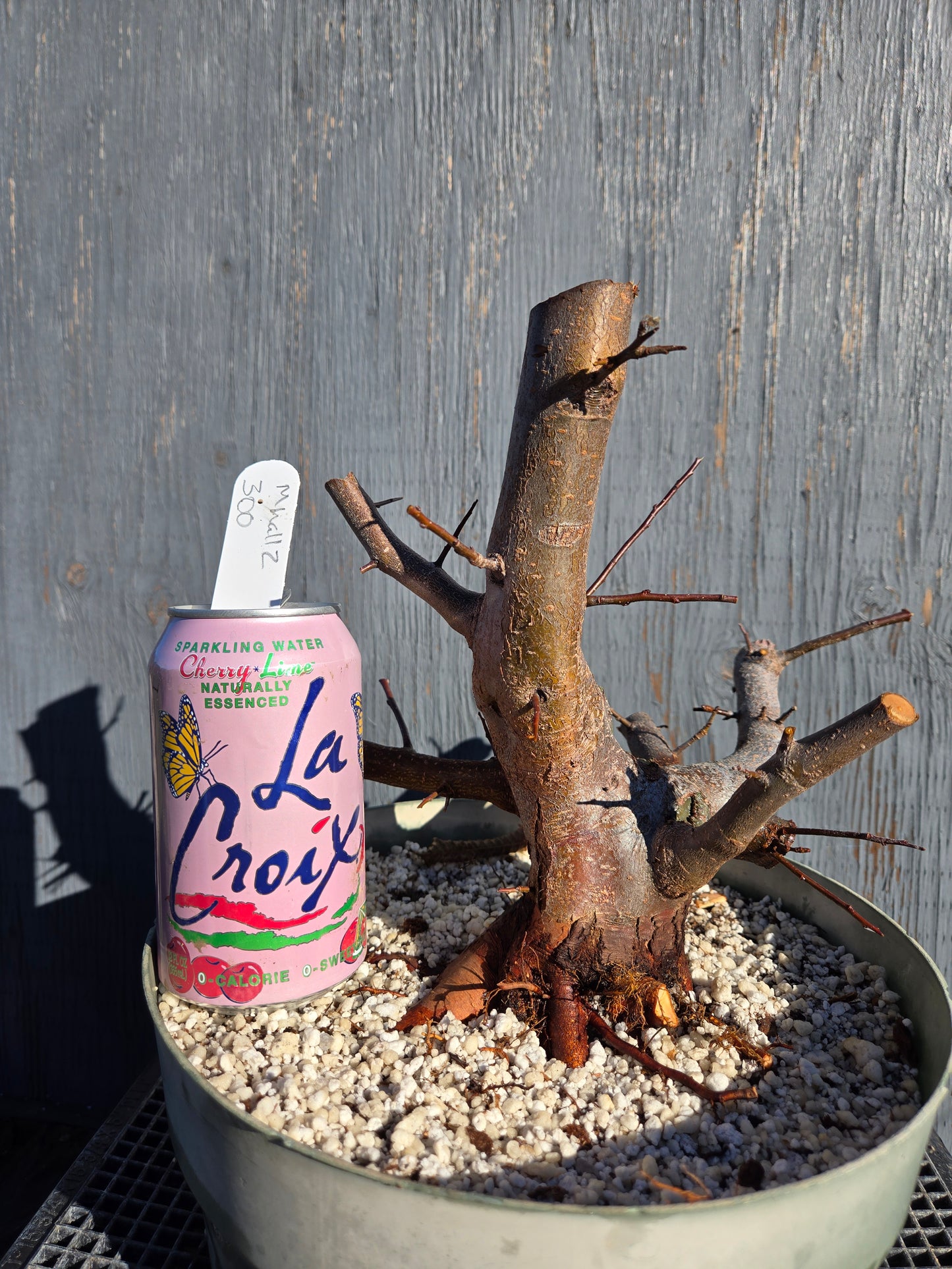 Hall's Crabapple, Malus halliana, Mhall11