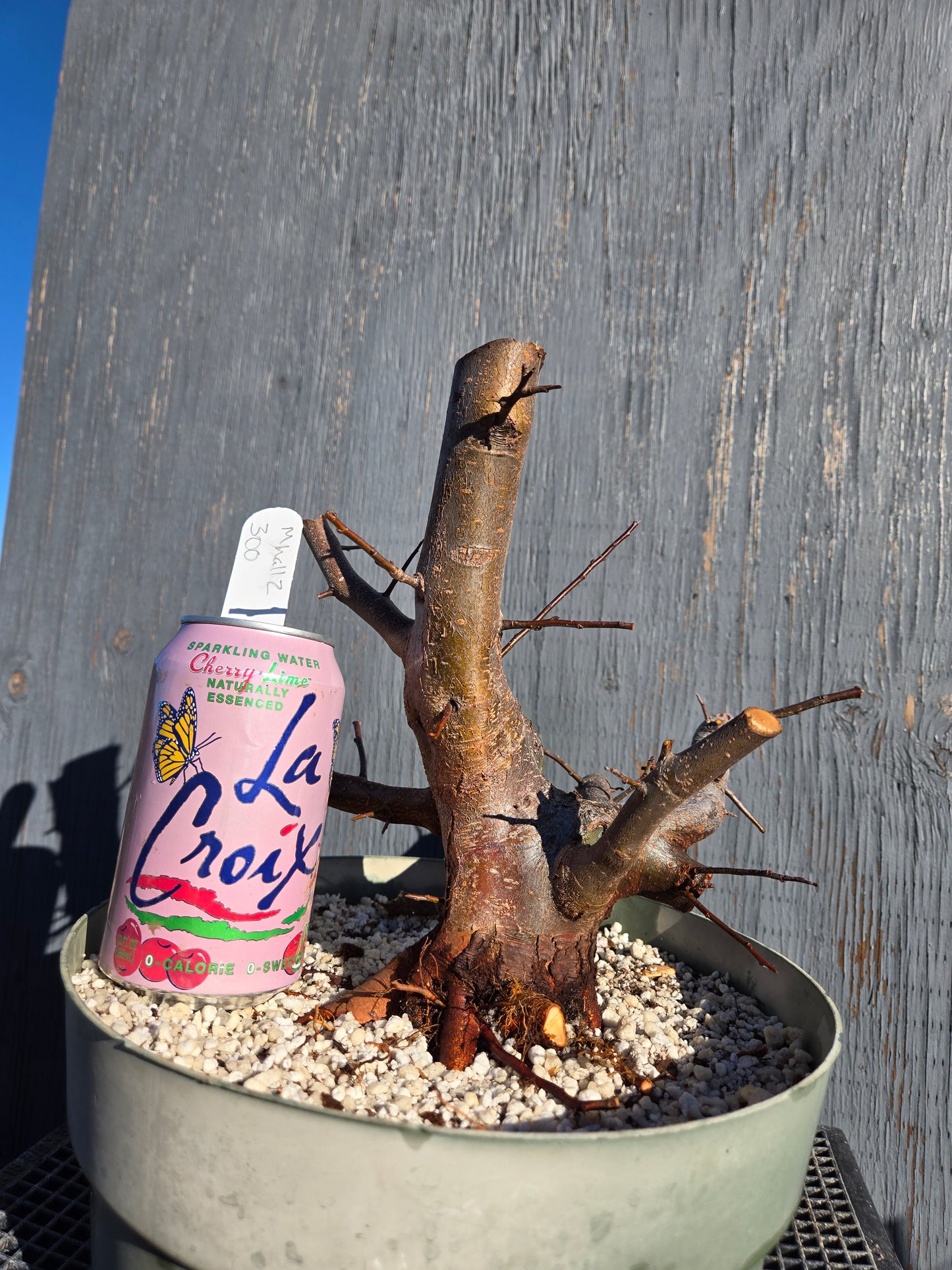 Hall's Crabapple, Malus halliana, Mhall11