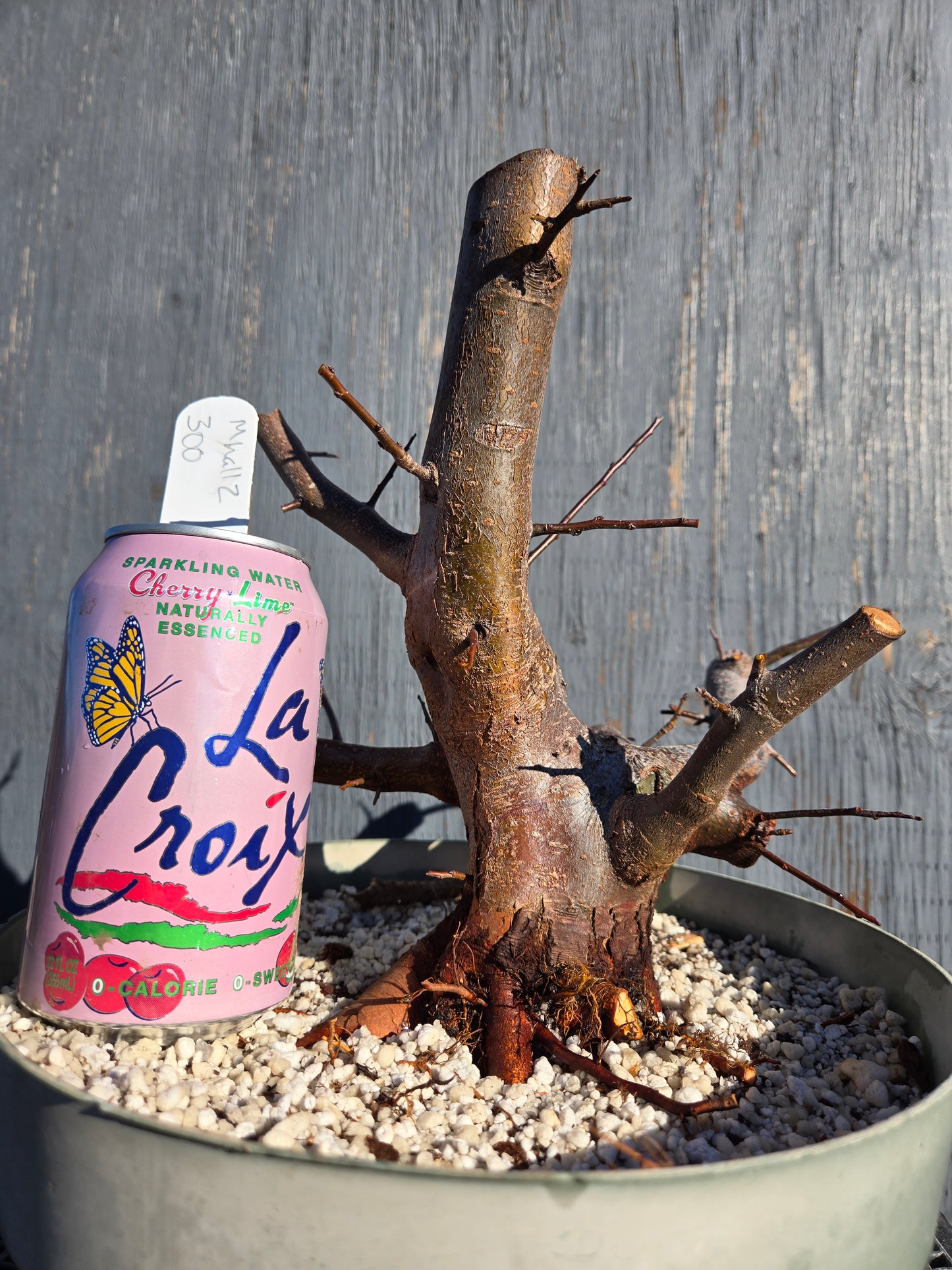 Hall's Crabapple, Malus halliana, Mhall11