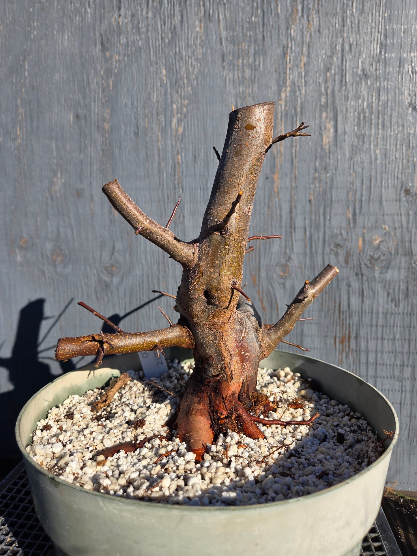 Hall's Crabapple, Malus halliana, Mhall11