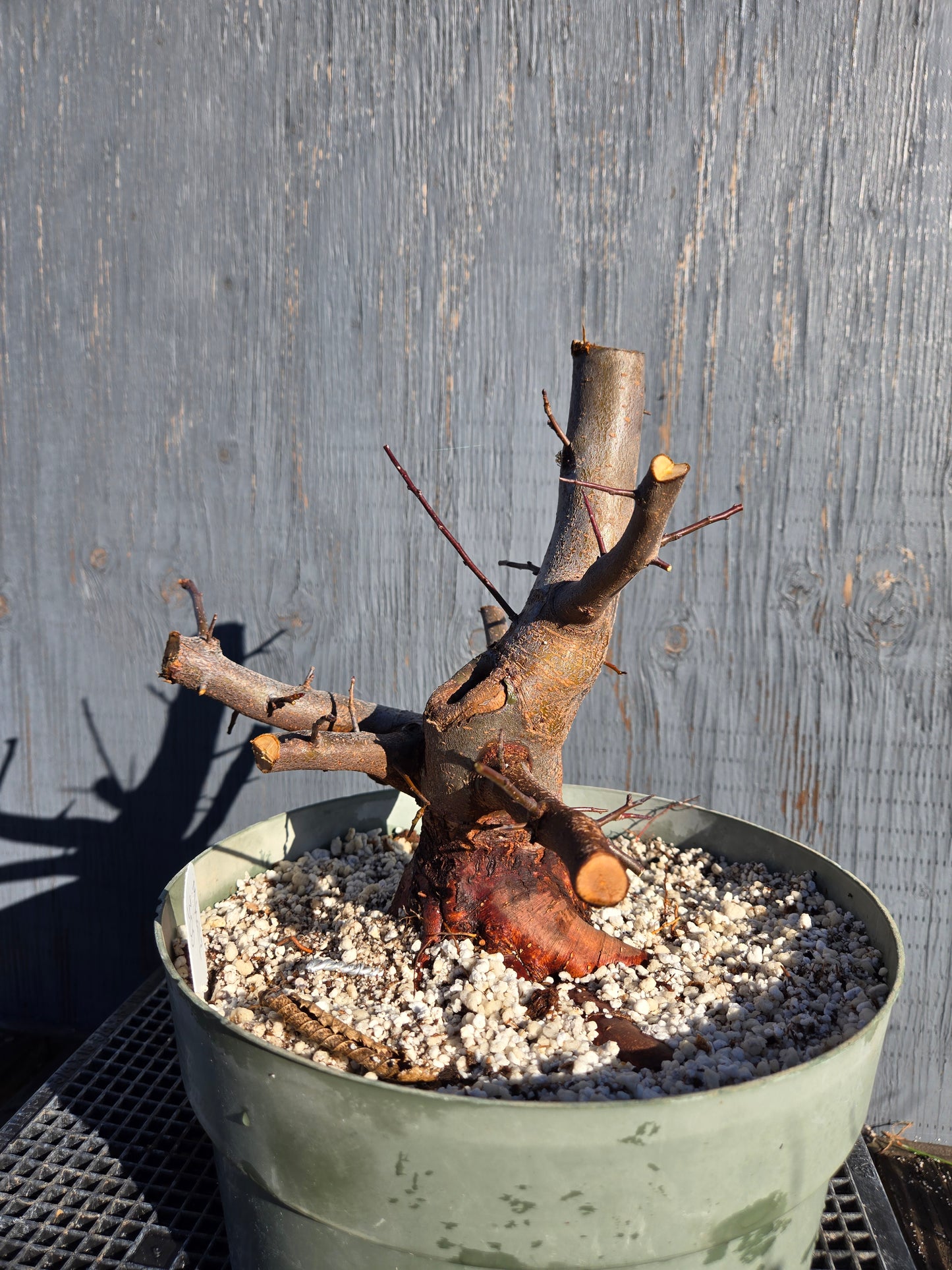 Hall's Crabapple, Malus halliana, Mhall11