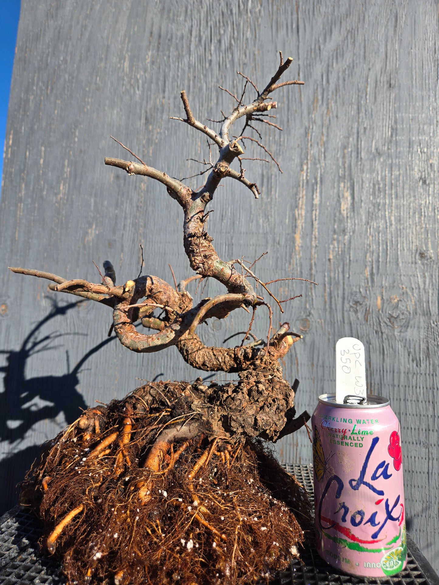 Cork Bark Chinese Elm