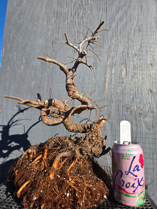 Cork Bark Chinese Elm
