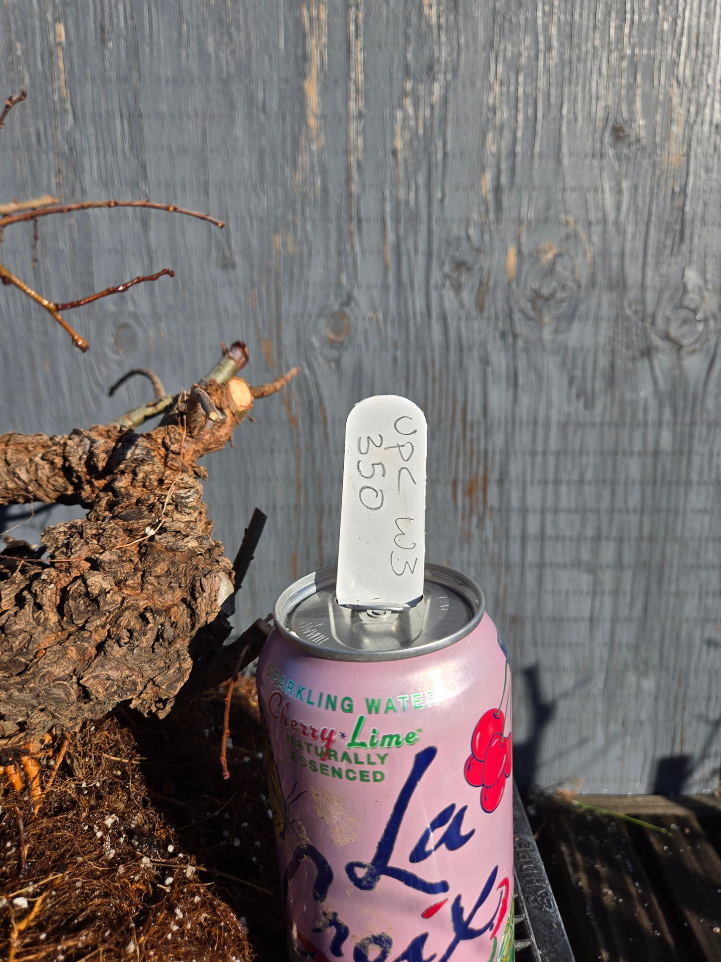 Cork Bark Chinese Elm