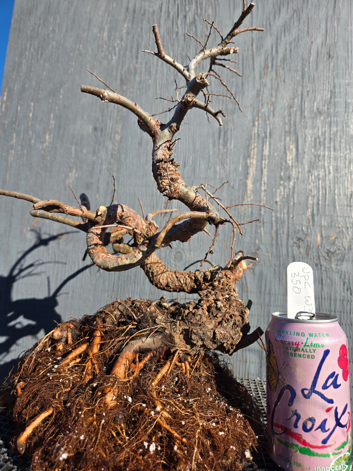 Cork Bark Chinese Elm