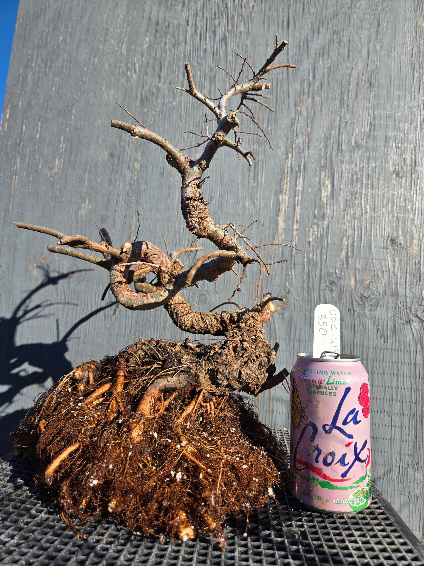 Cork Bark Chinese Elm