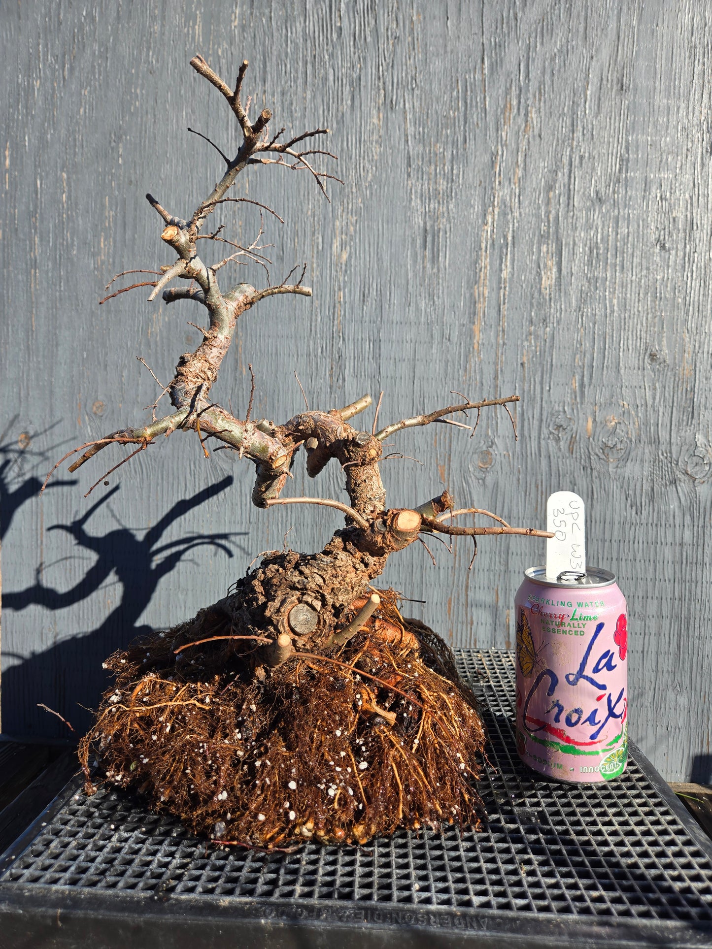 Cork Bark Chinese Elm