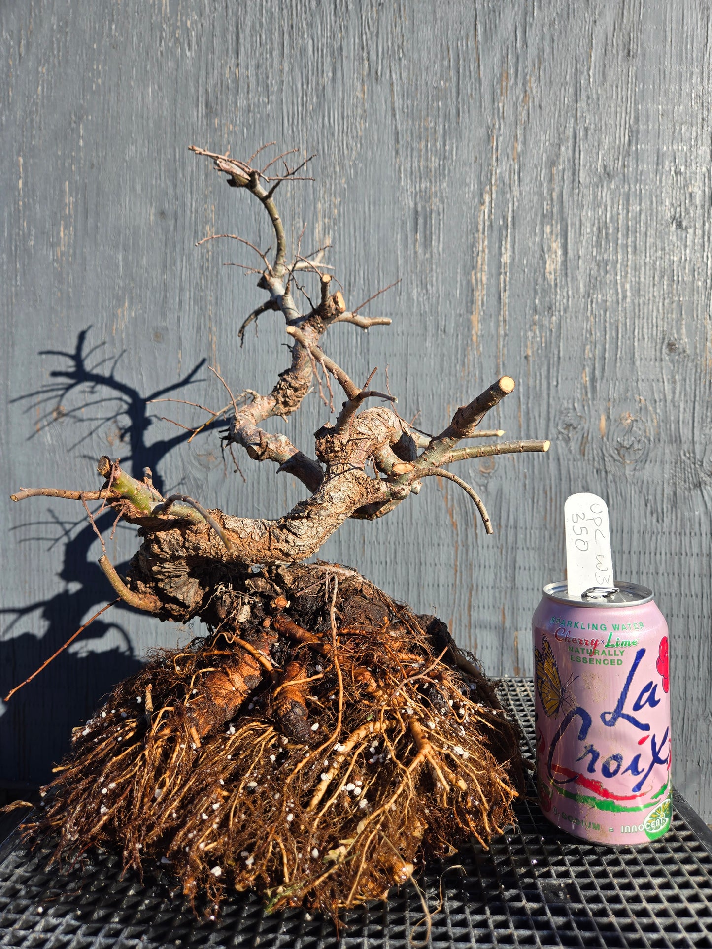 Cork Bark Chinese Elm