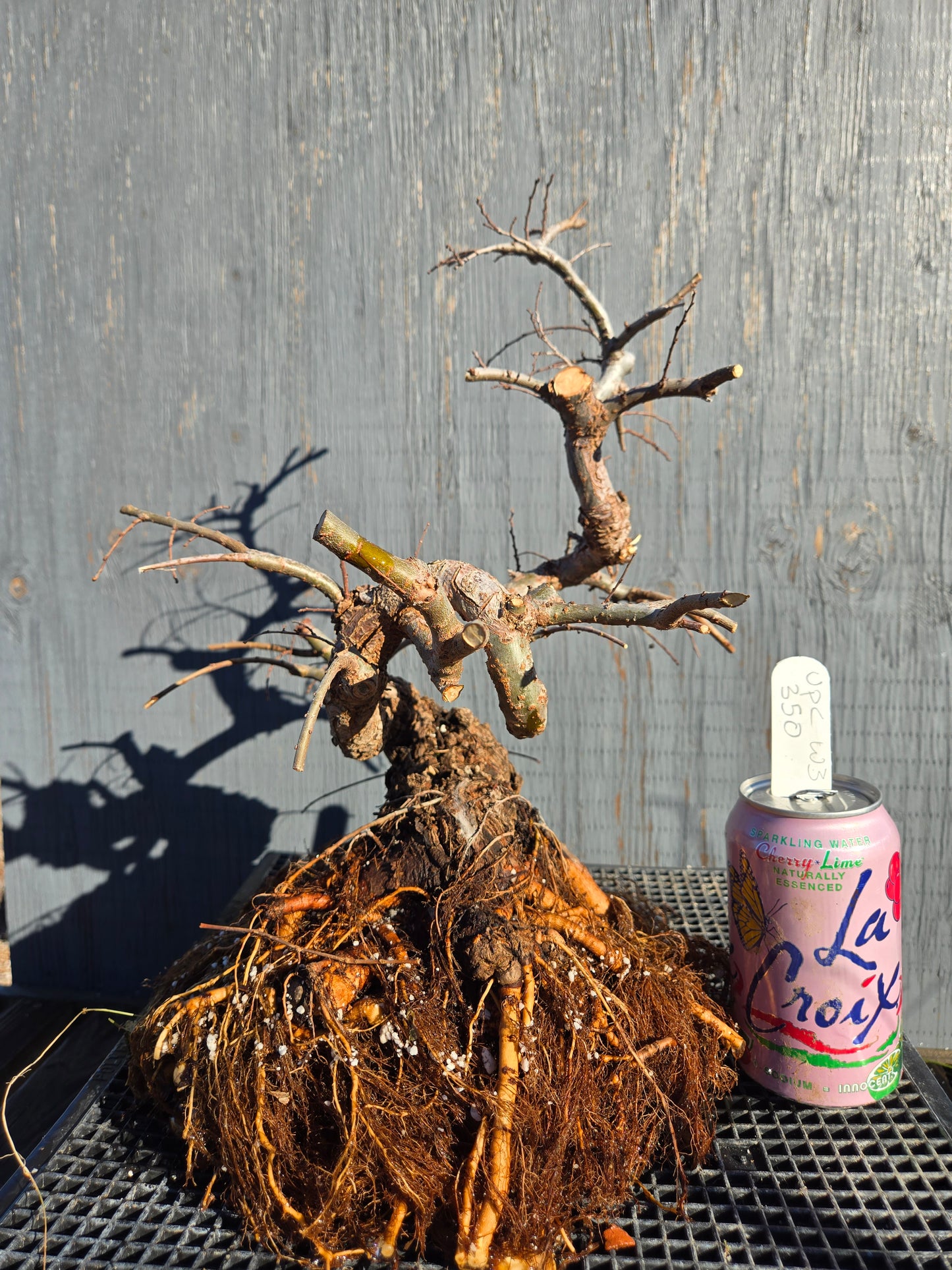 Cork Bark Chinese Elm