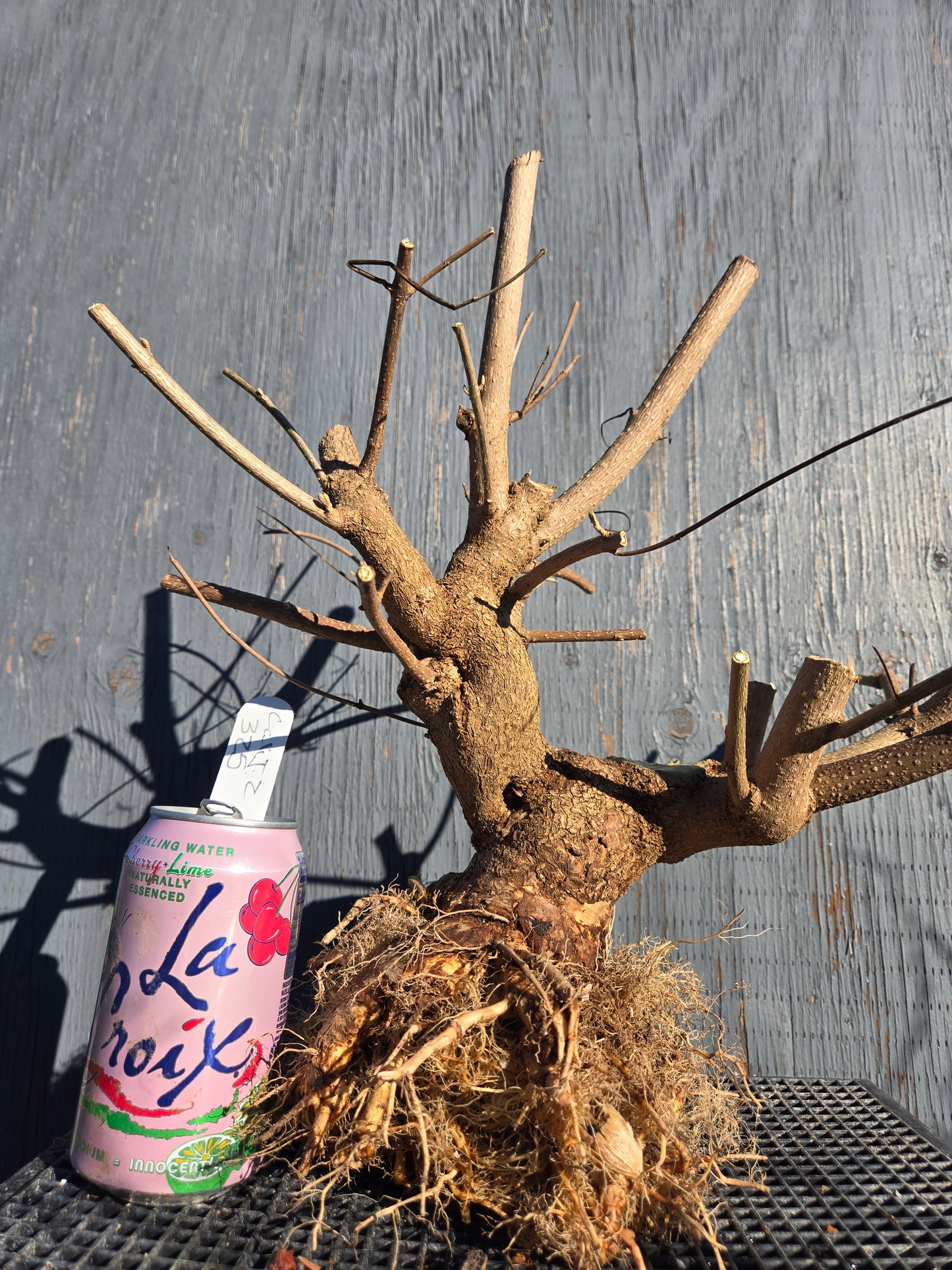 Beauty Berry, Callicarpa japponica, CalliJ2