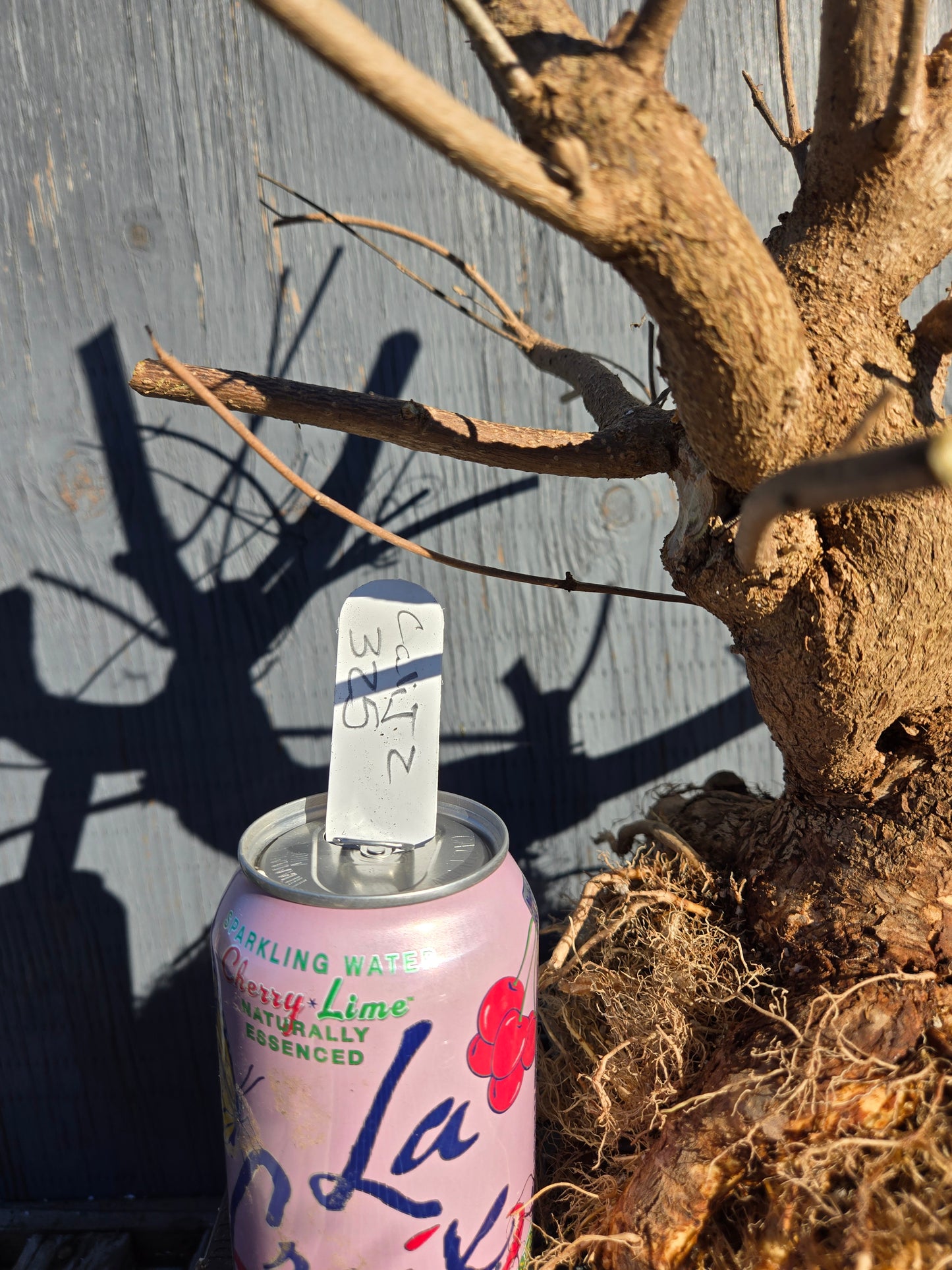 Beauty Berry, Callicarpa japponica, CalliJ2