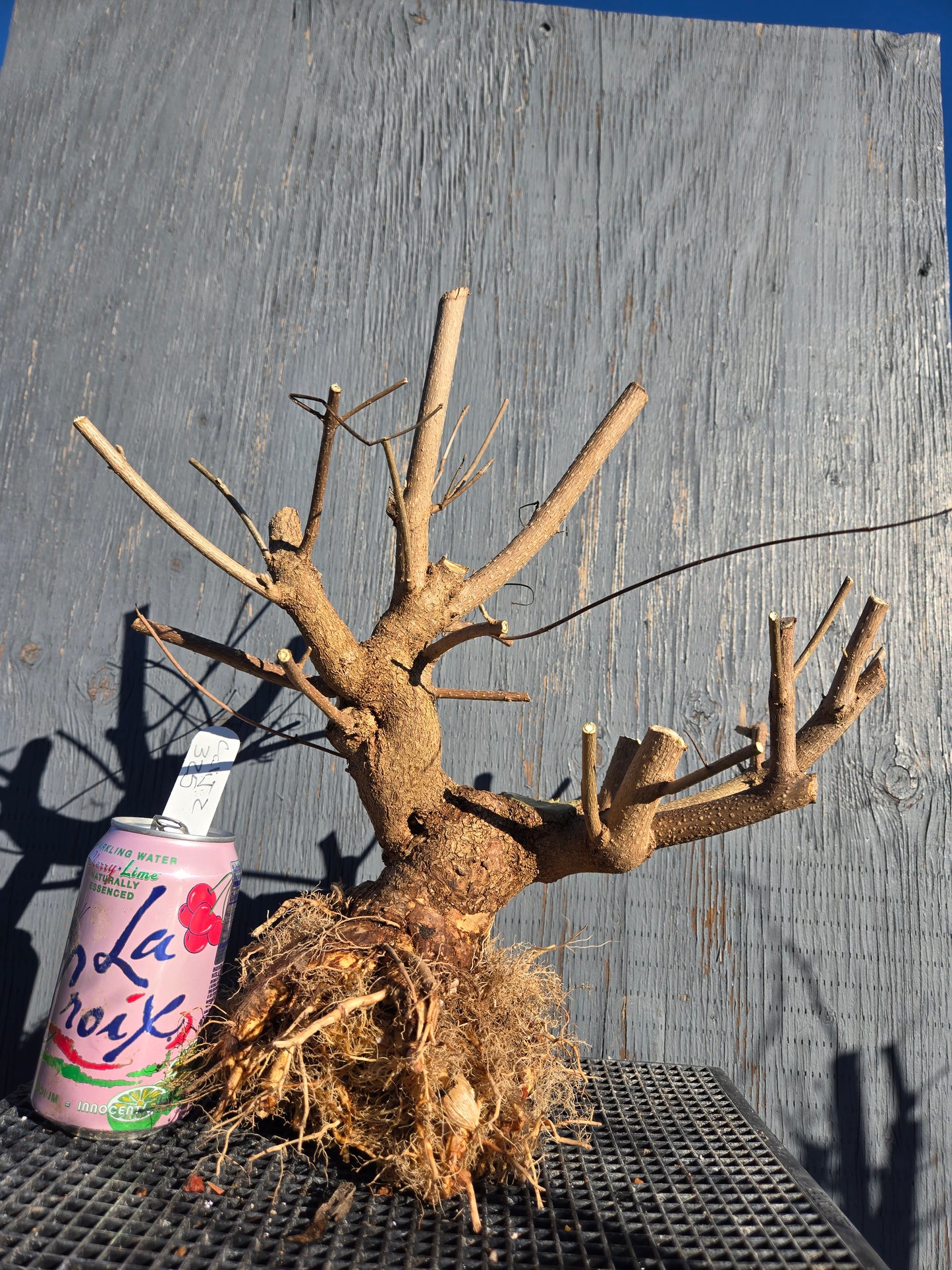 Beauty Berry, Callicarpa japponica, CalliJ2