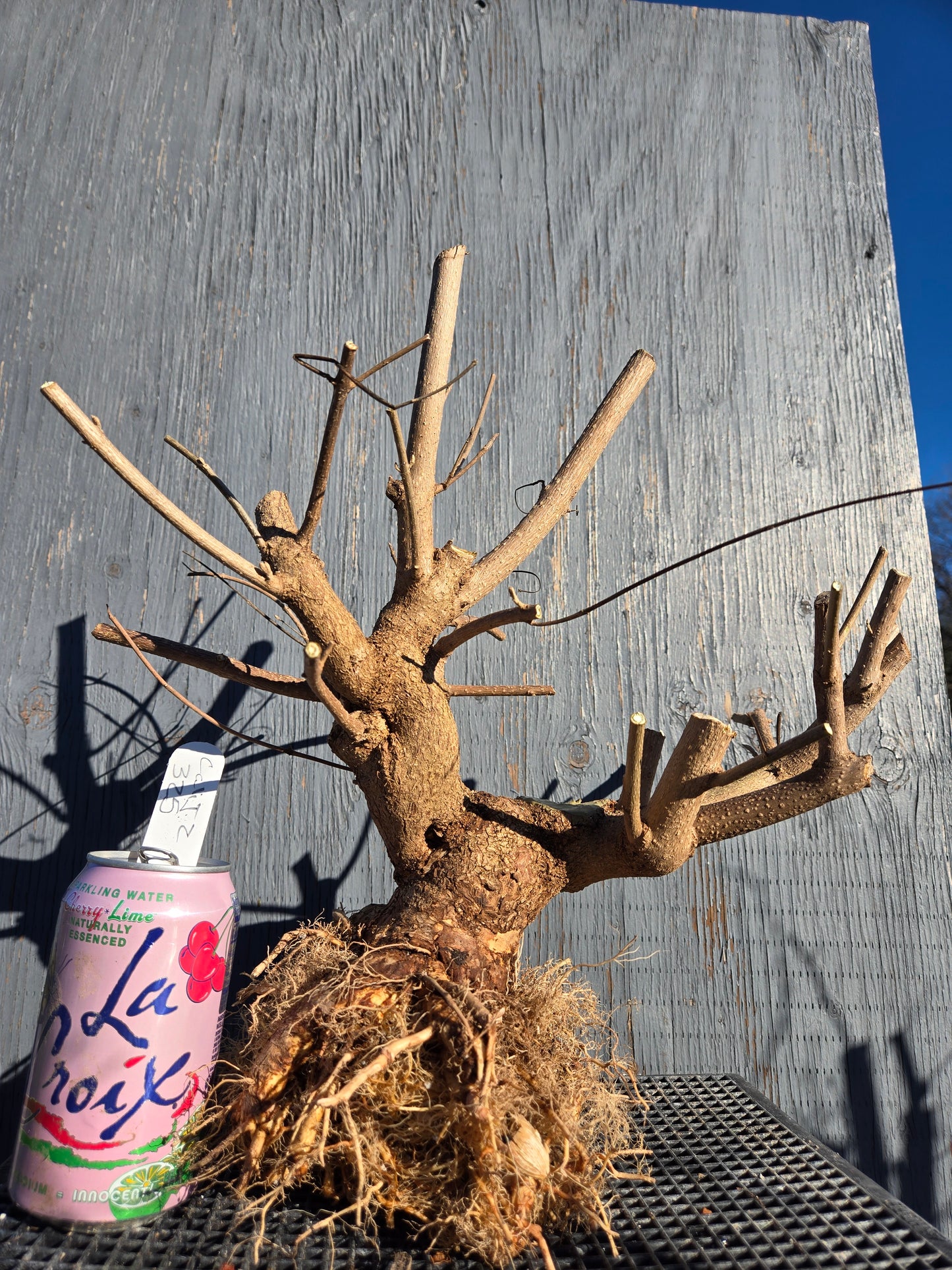 Beauty Berry, Callicarpa japponica, CalliJ2