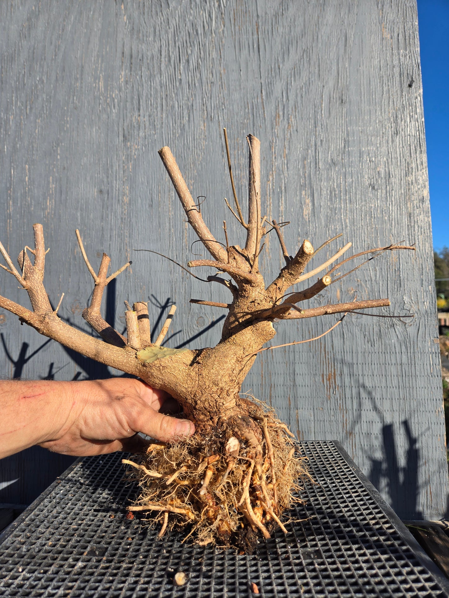 Beauty Berry, Callicarpa japponica, CalliJ2