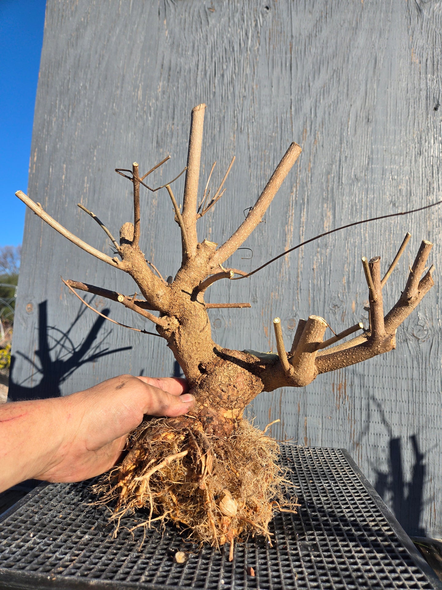 Beauty Berry, Callicarpa japponica, CalliJ2