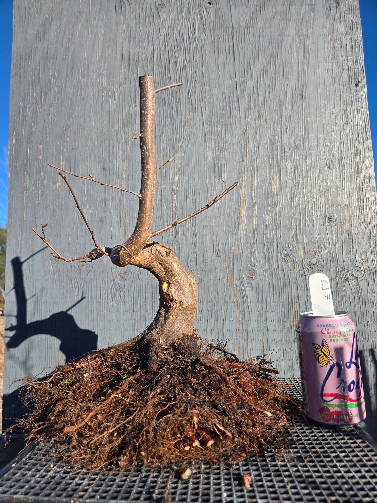 Carpinus japonica, Japanese Hornbeam, Cj W7