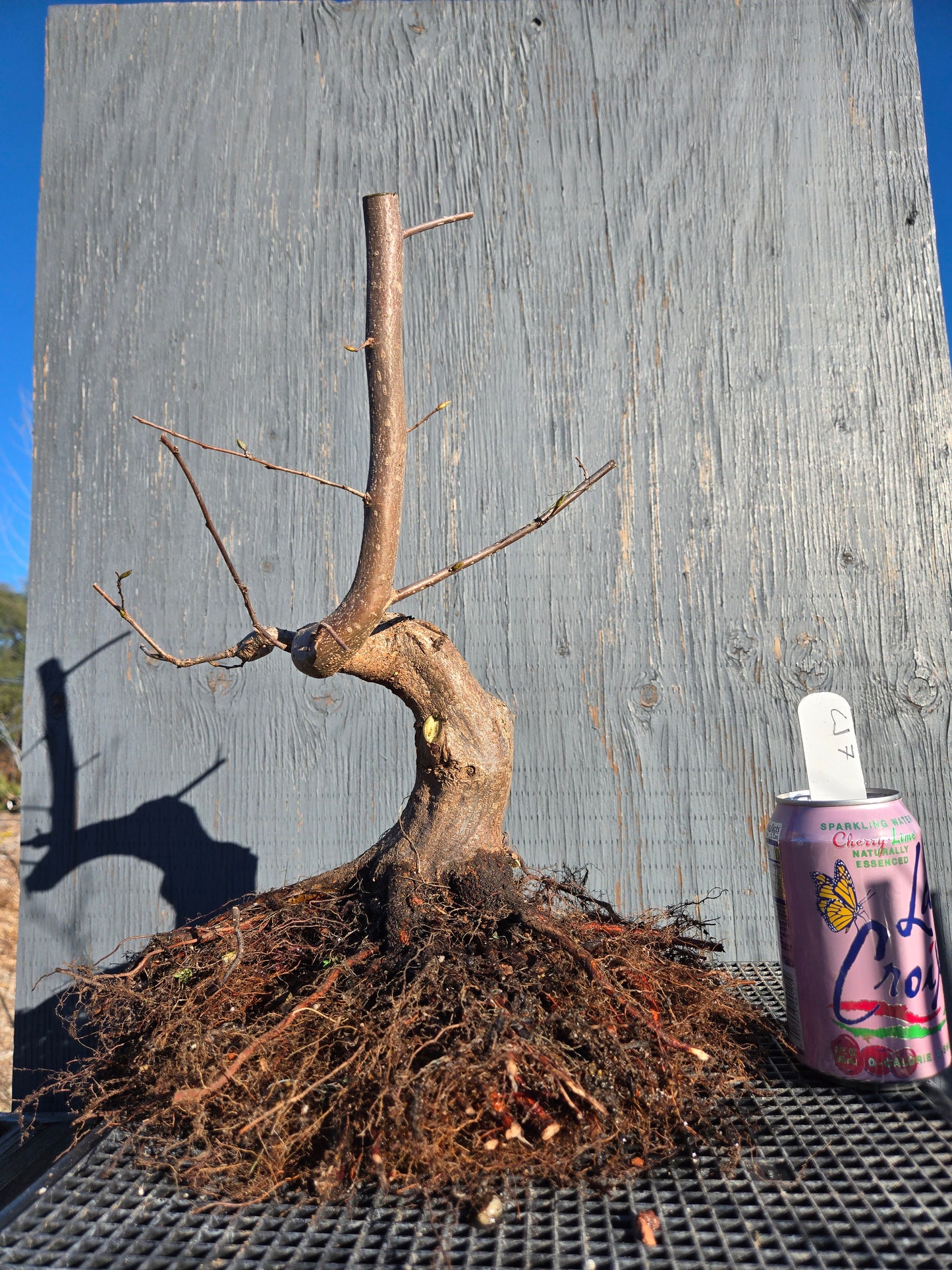 Carpinus japonica, Japanese Hornbeam, Cj W7