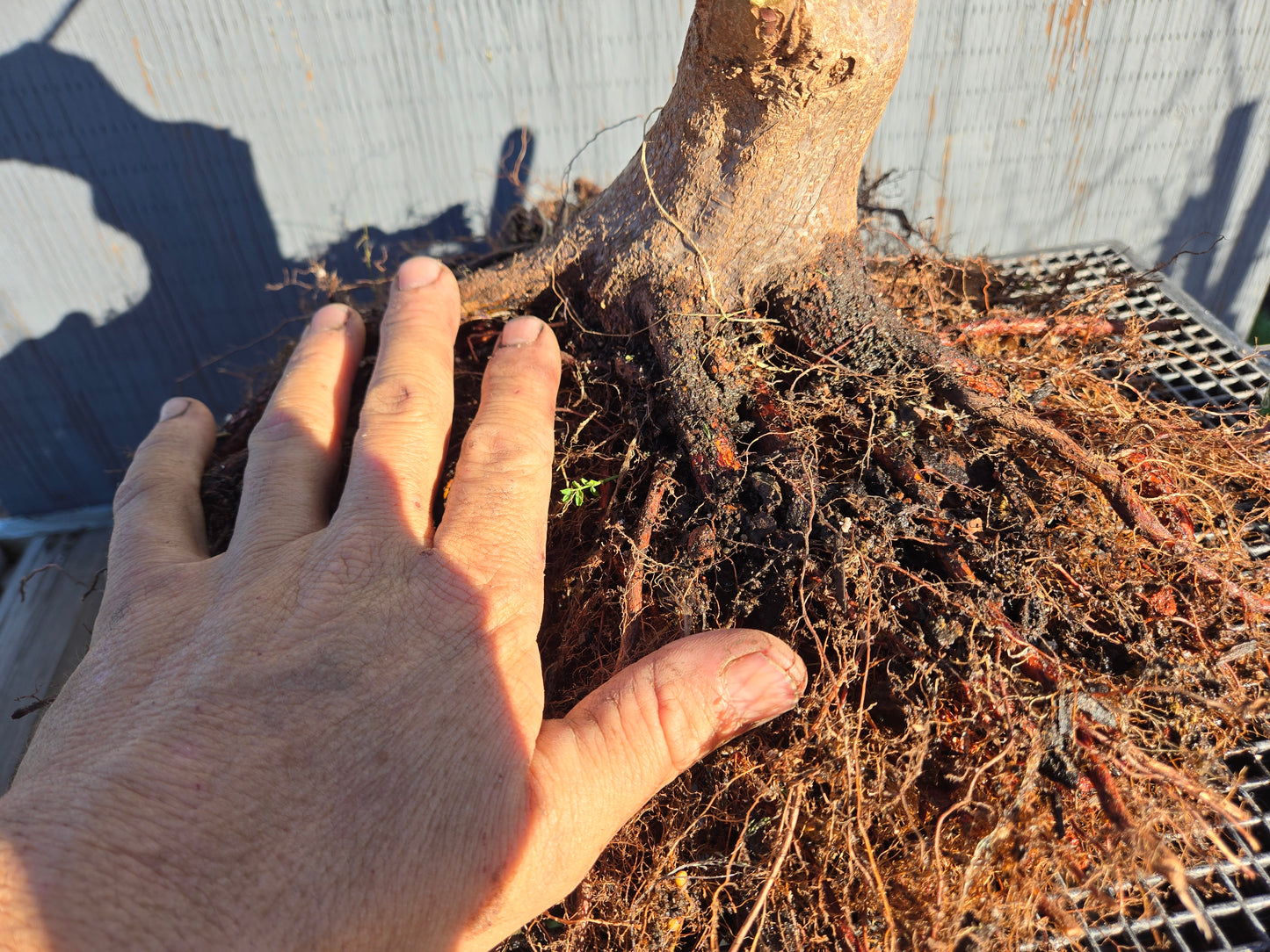 Carpinus japonica, Japanese Hornbeam, Cj W7