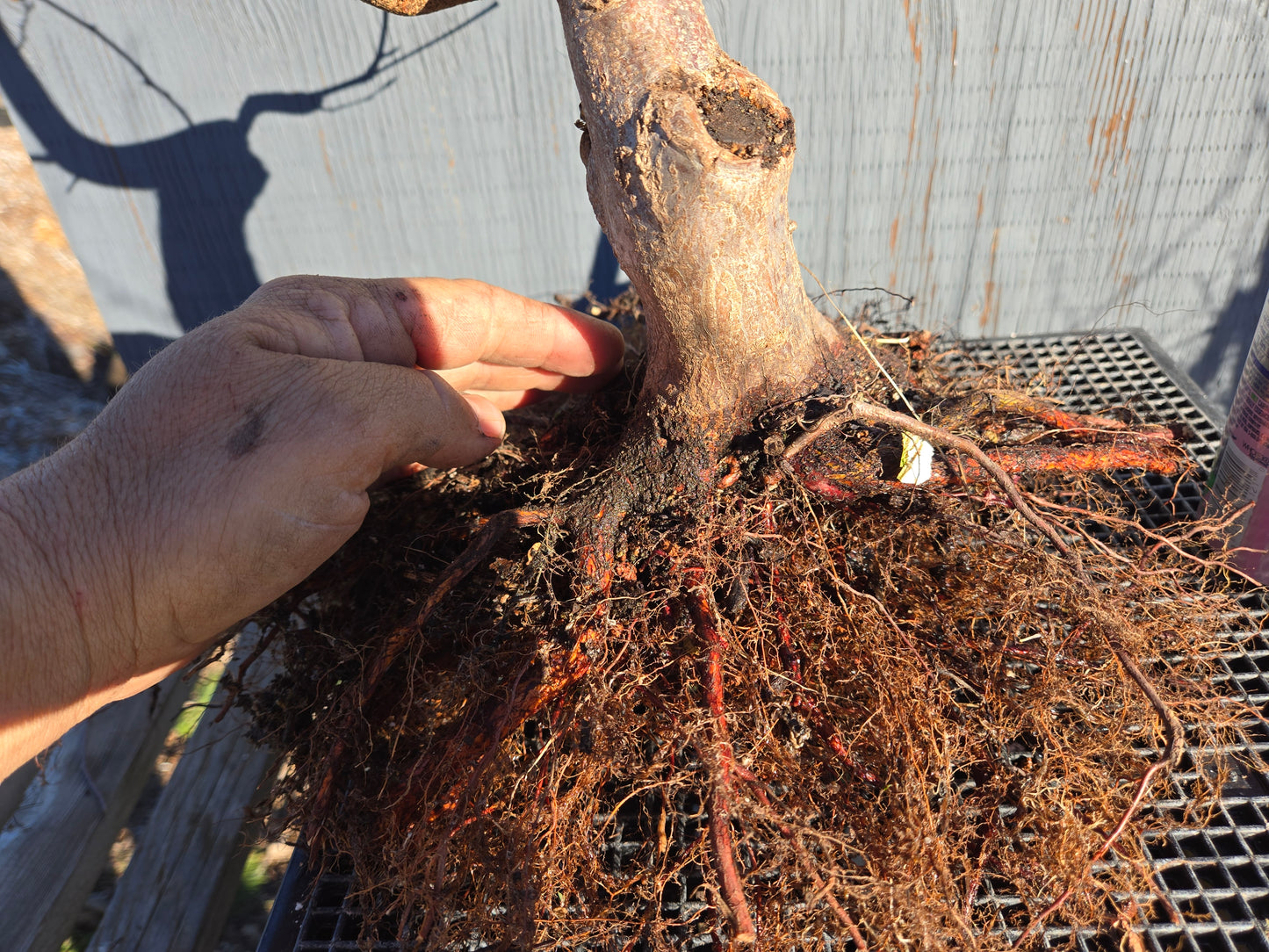 Carpinus japonica, Japanese Hornbeam, Cj W7