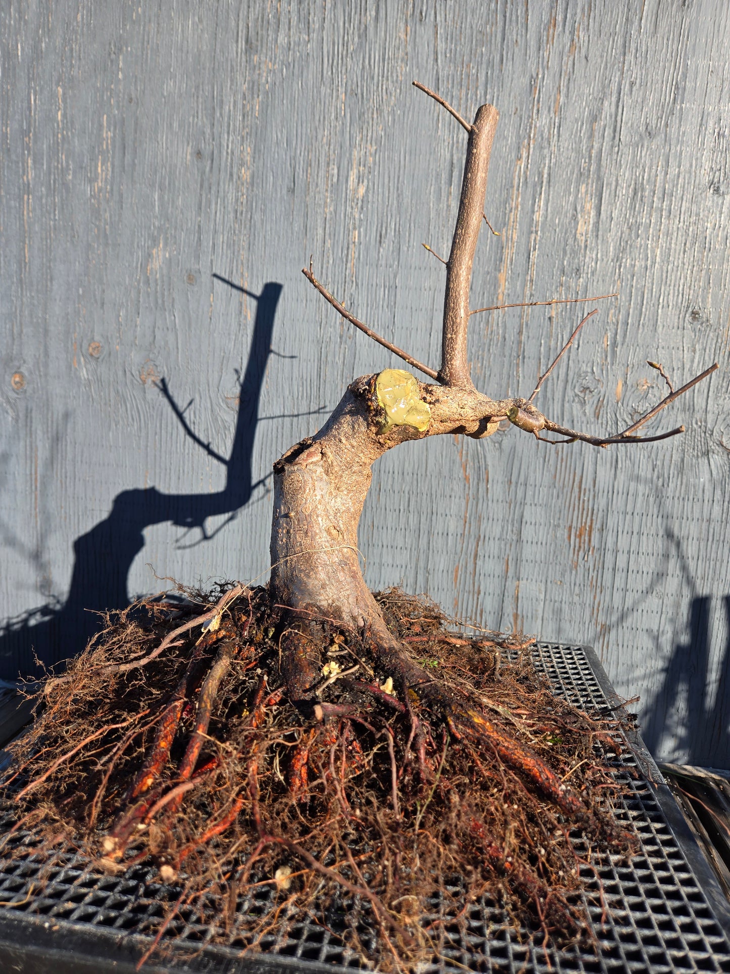 Carpinus japonica, Japanese Hornbeam, Cj W7