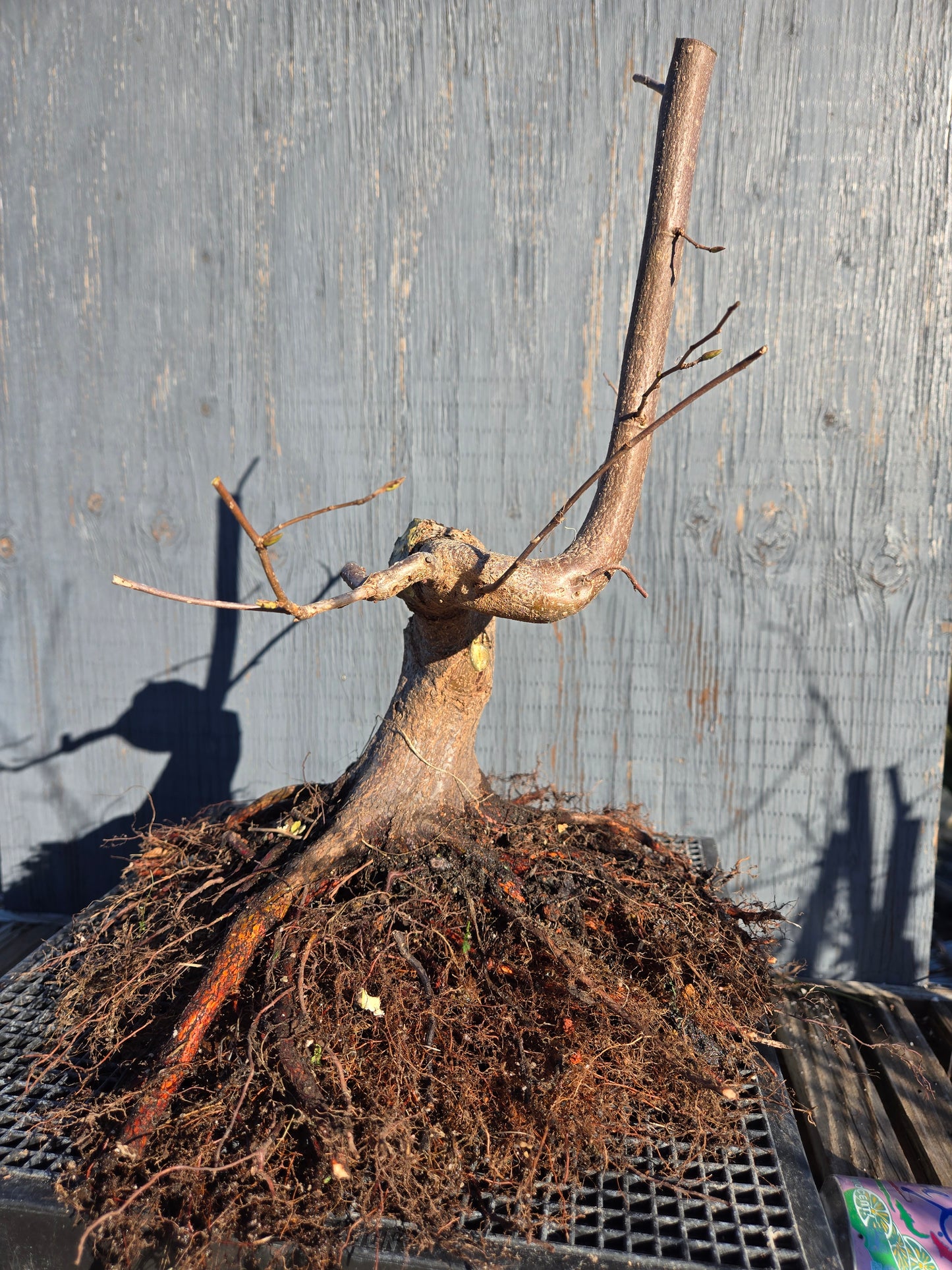 Carpinus japonica, Japanese Hornbeam, Cj W7