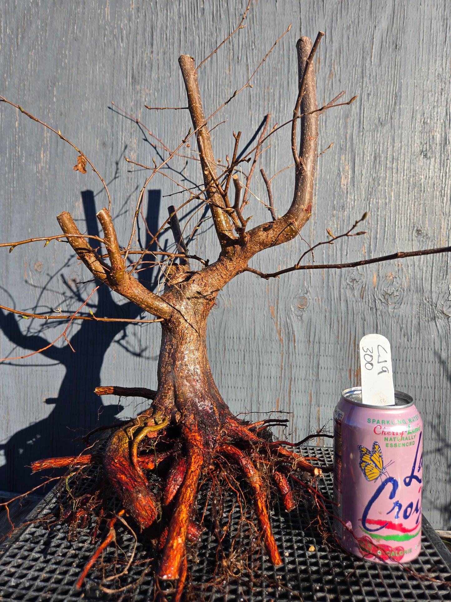 Carpinus japonica, Japanese Hornbeam, Cj W9