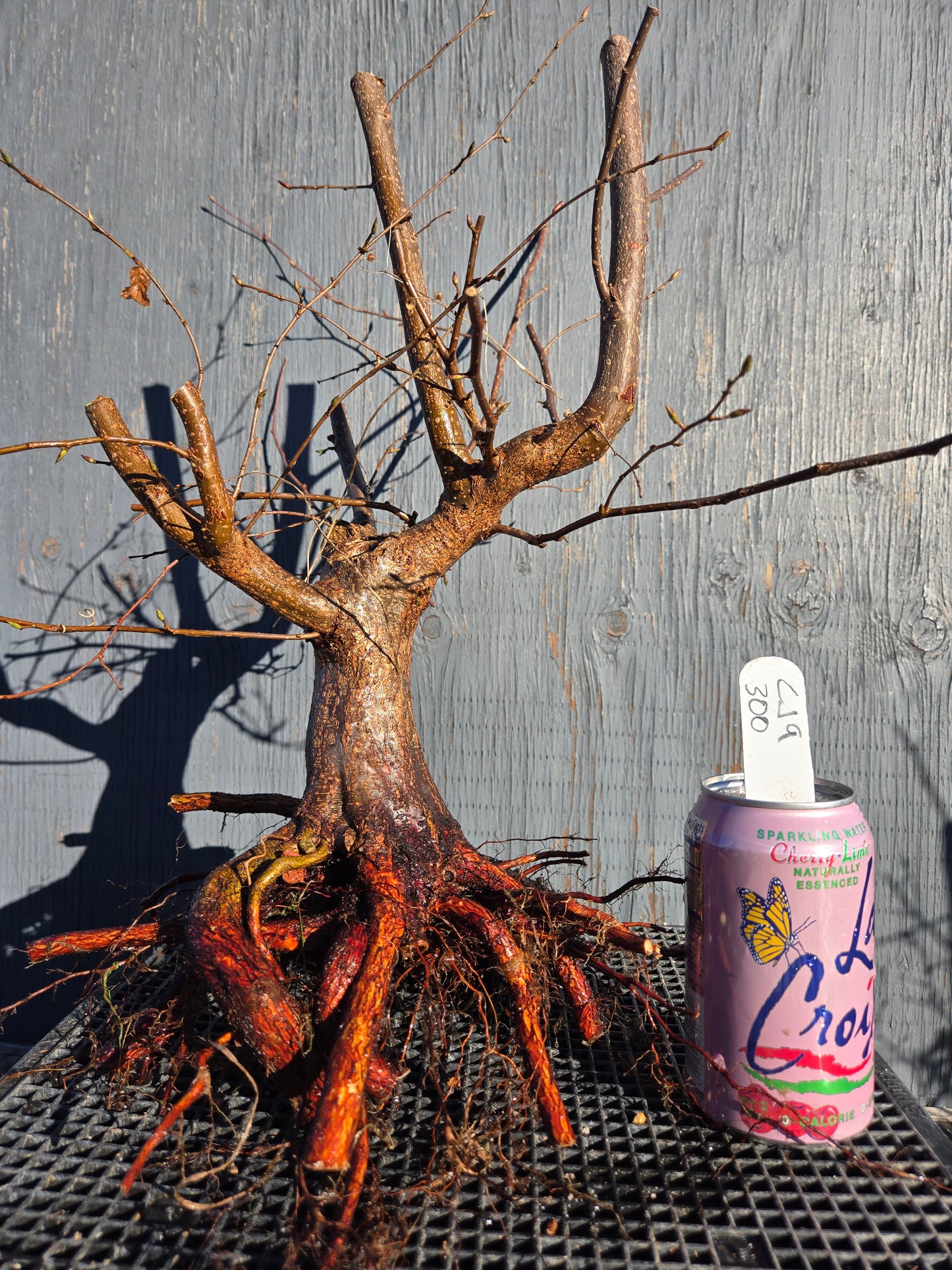 Carpinus japonica, Japanese Hornbeam, Cj W9