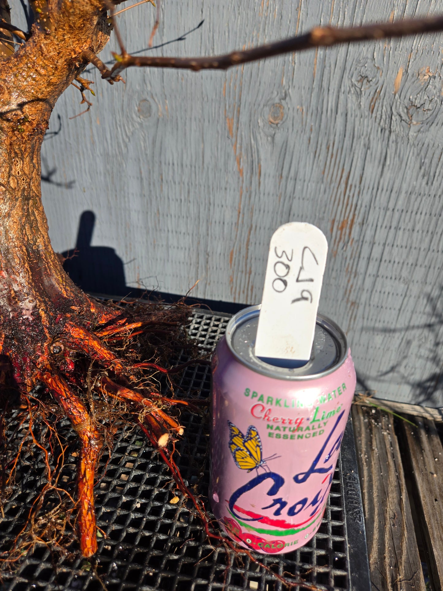 Carpinus japonica, Japanese Hornbeam, Cj W9