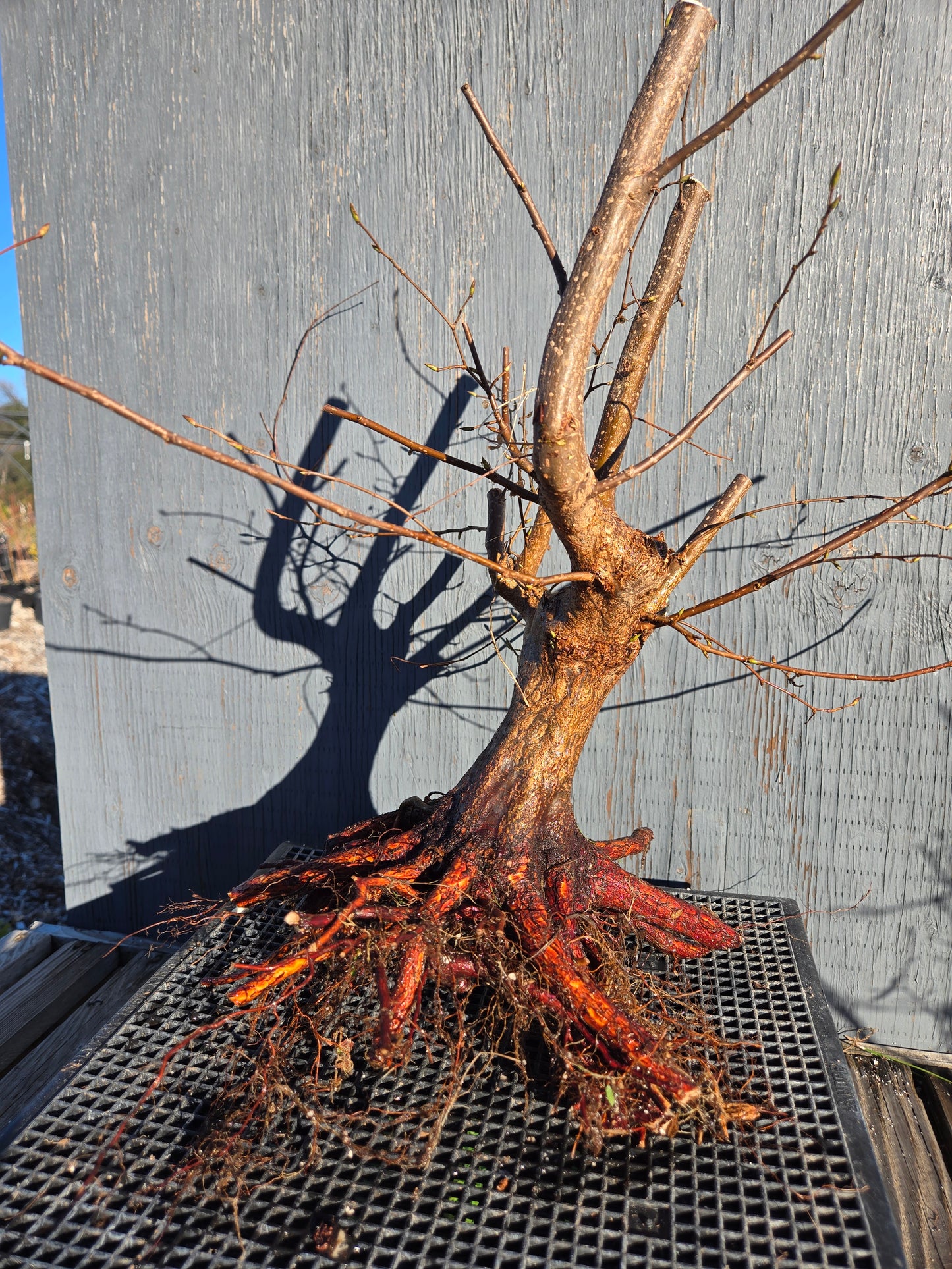 Carpinus japonica, Japanese Hornbeam, Cj W9