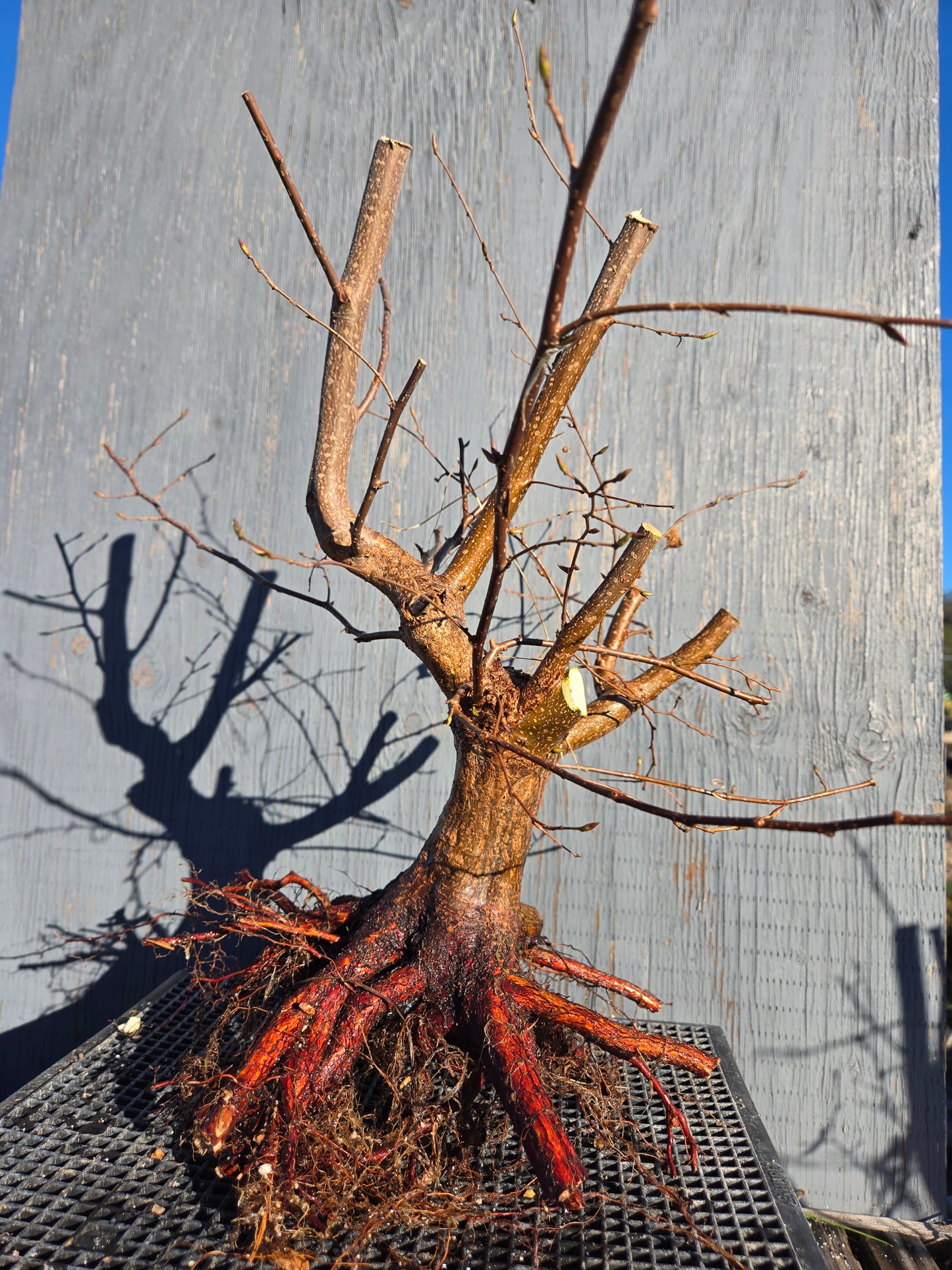 Carpinus japonica, Japanese Hornbeam, Cj W9