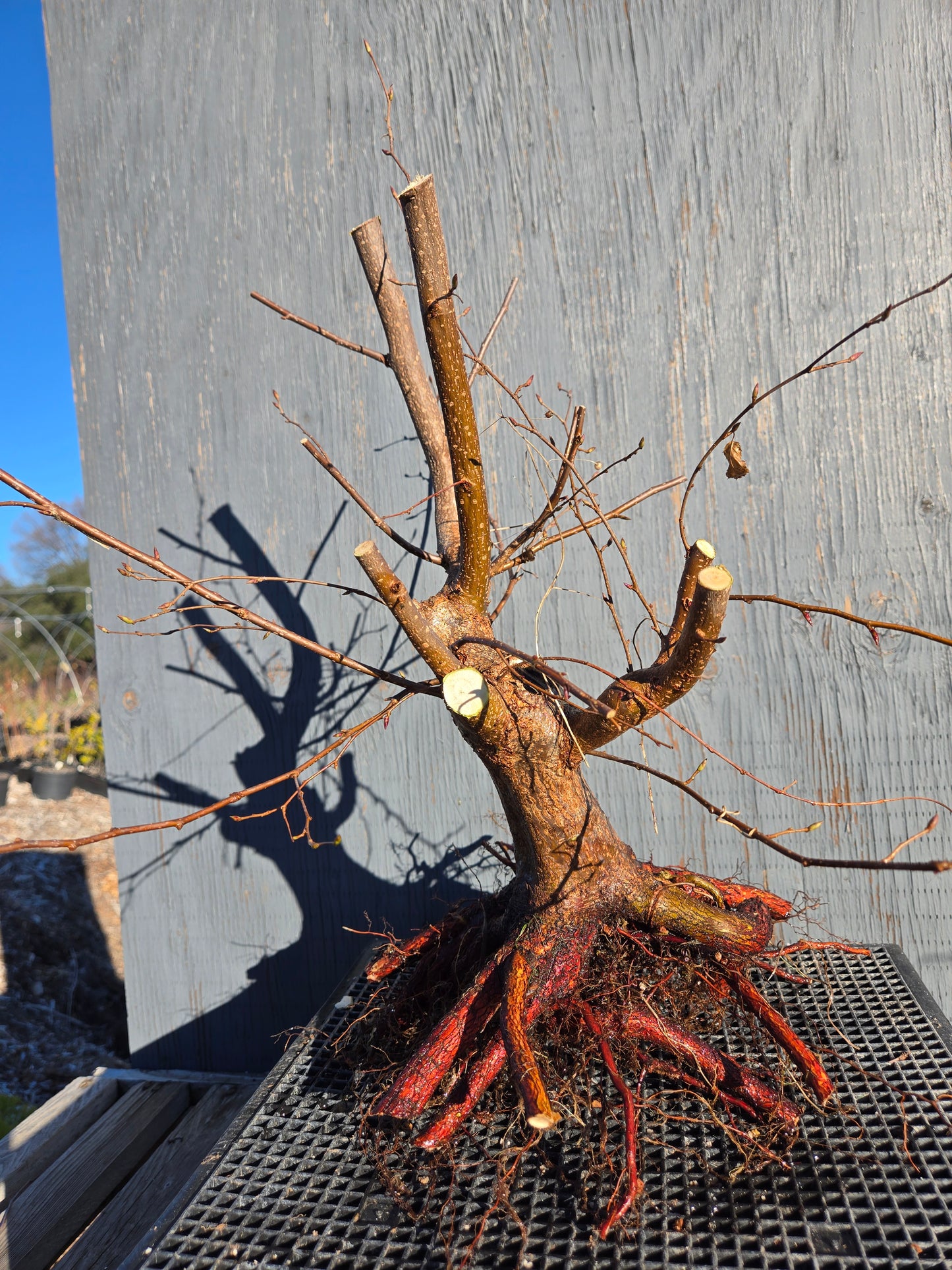 Carpinus japonica, Japanese Hornbeam, Cj W9
