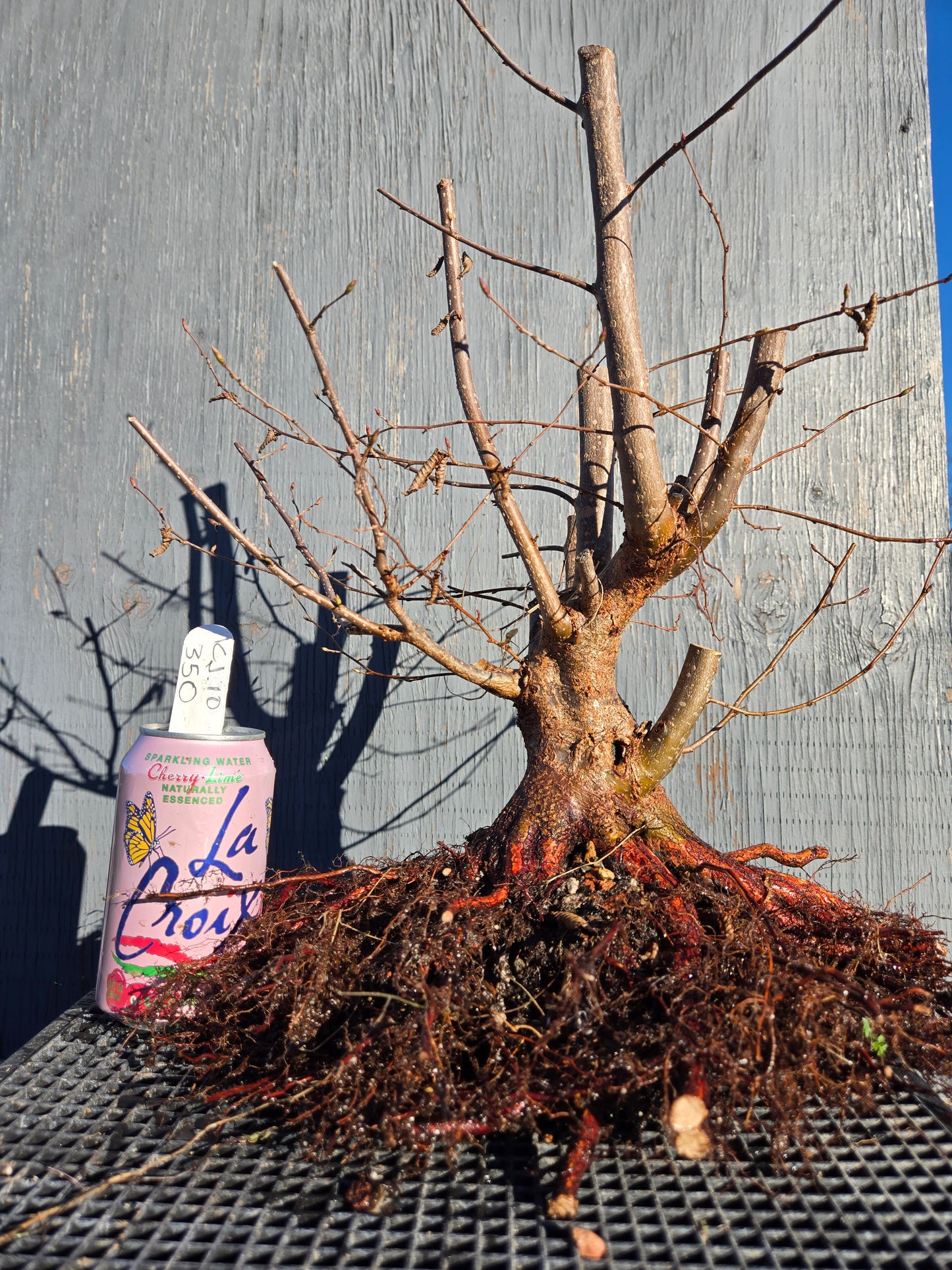 Carpinus japonica, Japanese Hornbeam, Cj W10