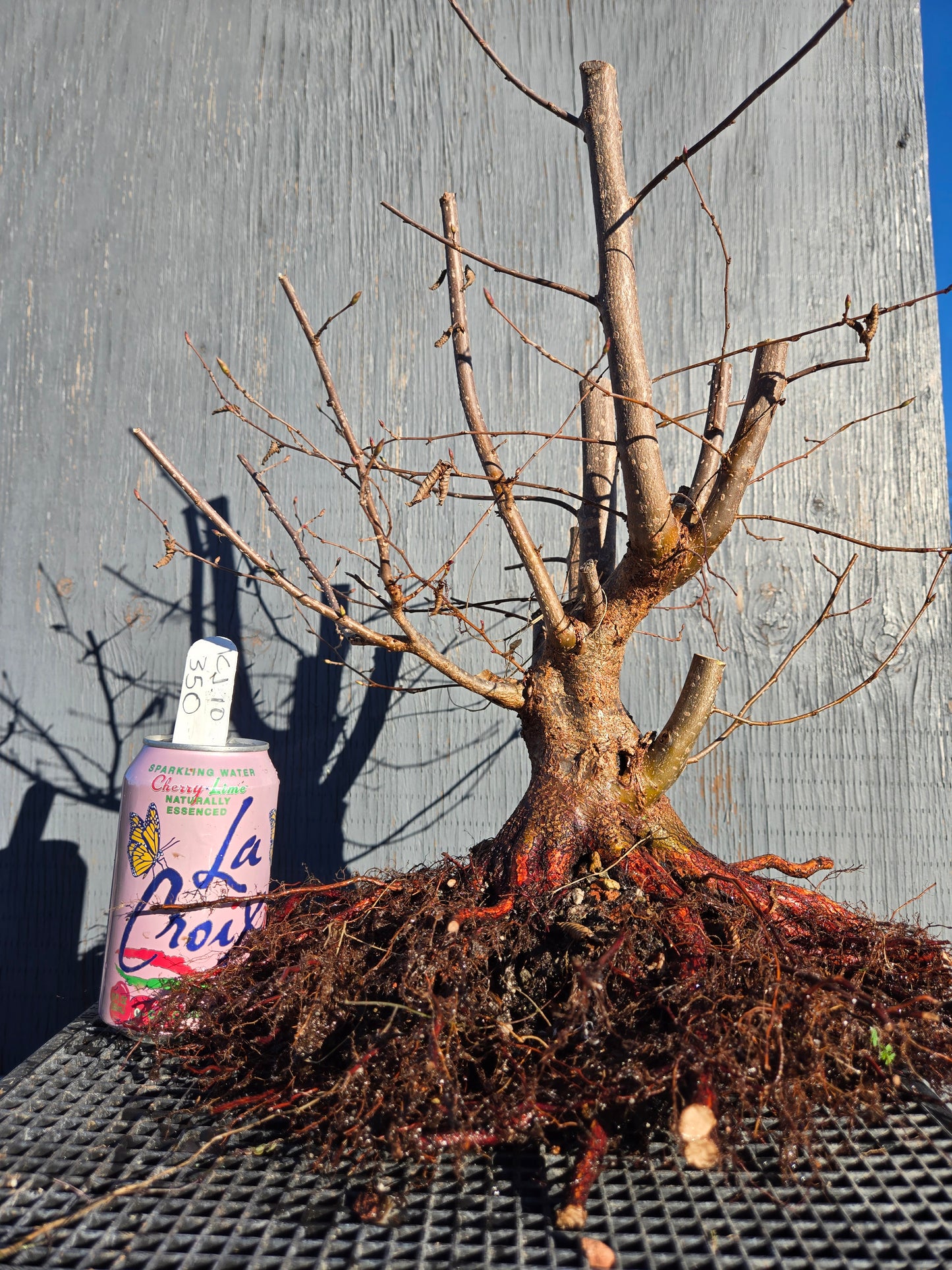 Carpinus japonica, Japanese Hornbeam, Cj W10