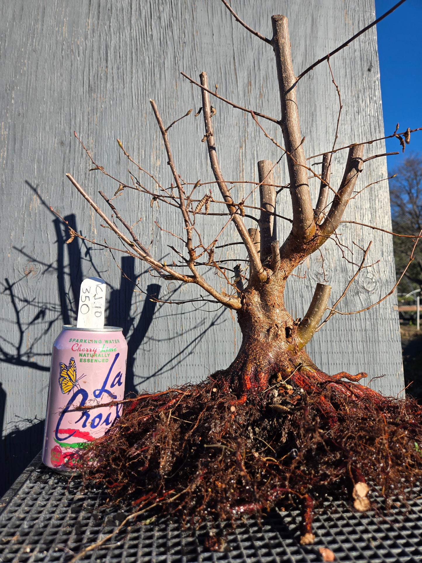 Carpinus japonica, Japanese Hornbeam, Cj W10